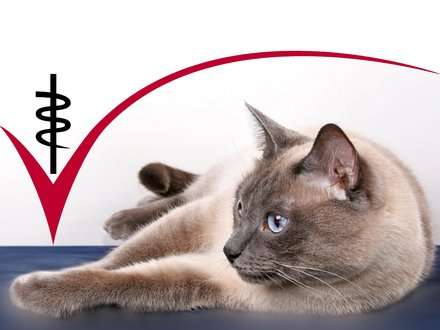 Ansicht 1 von Tierärztliche Praxis für Klein- und Heimtiere, Ute Lipka