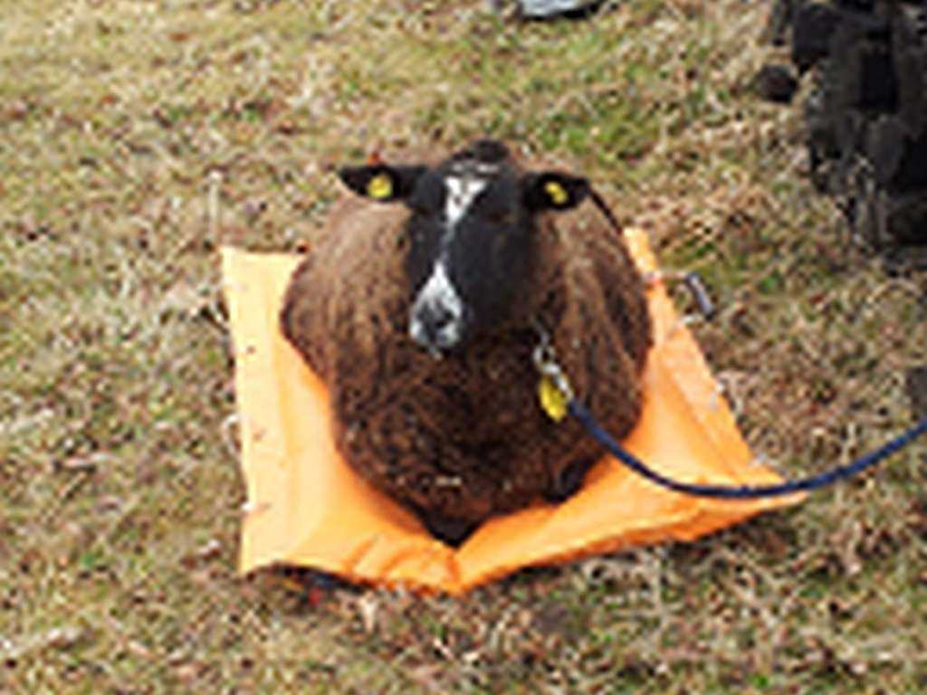 Ansicht 2 von Tierarztpraxis Q-Fleck