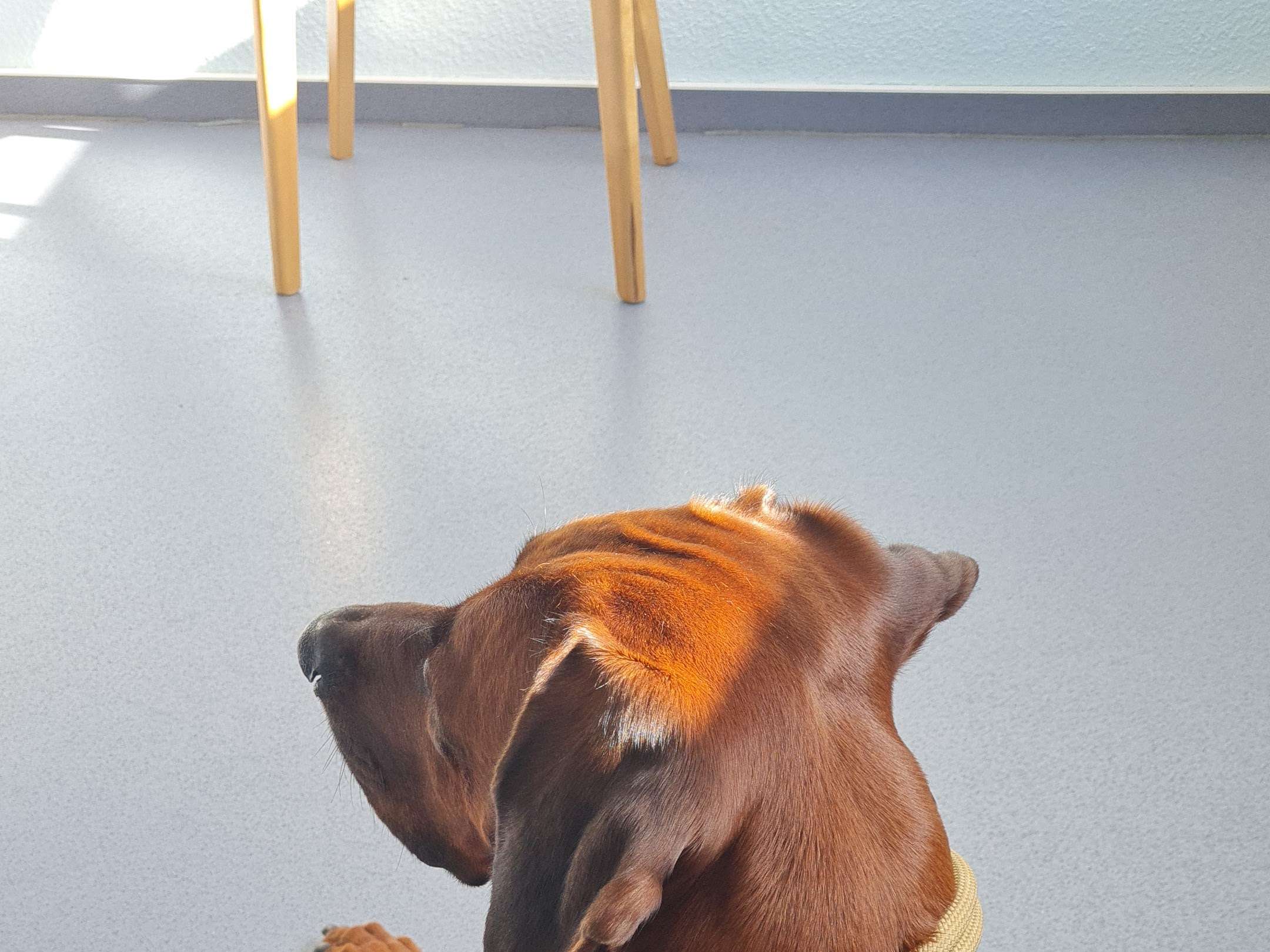 Ansicht 2 von Tierärztliche Praxis am Loh GmbH