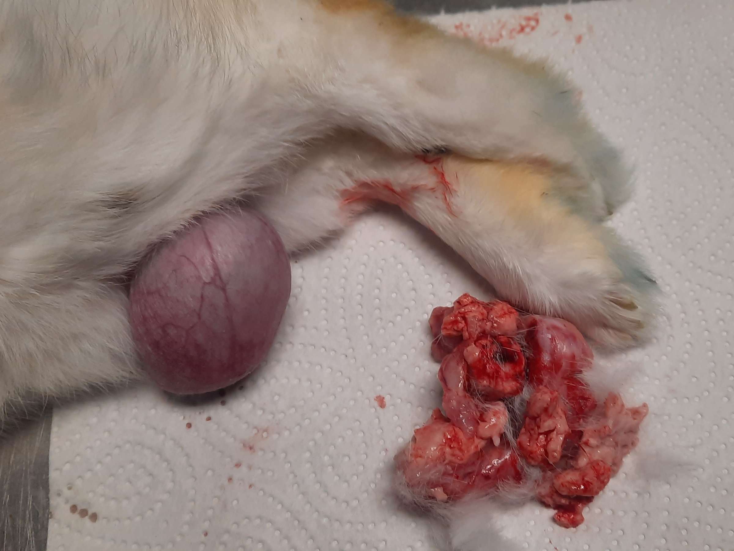 Ansicht 3 von Dr. von Solodkoff ,Tierarzt