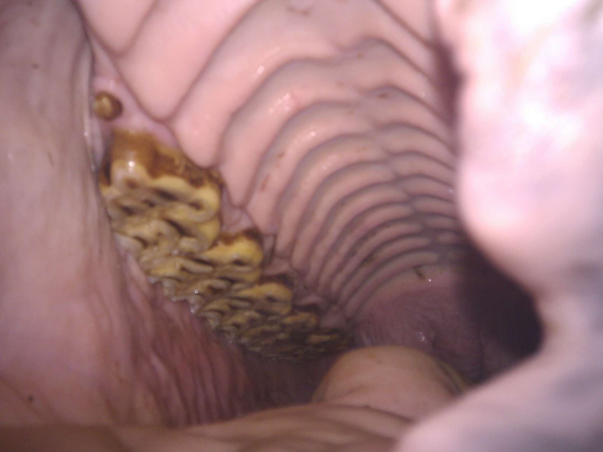 View 3 of HorseMed - Pferdepraxis
