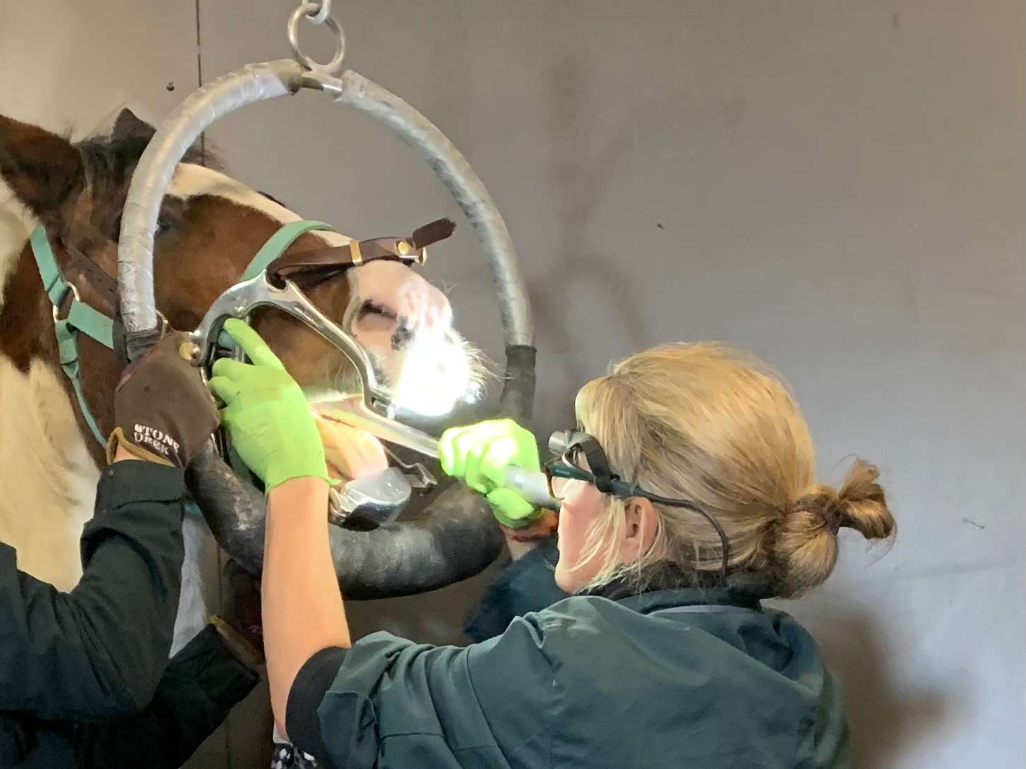 Ansicht 2 von Dr.med.vet. Sophie Koppe Tierärztin