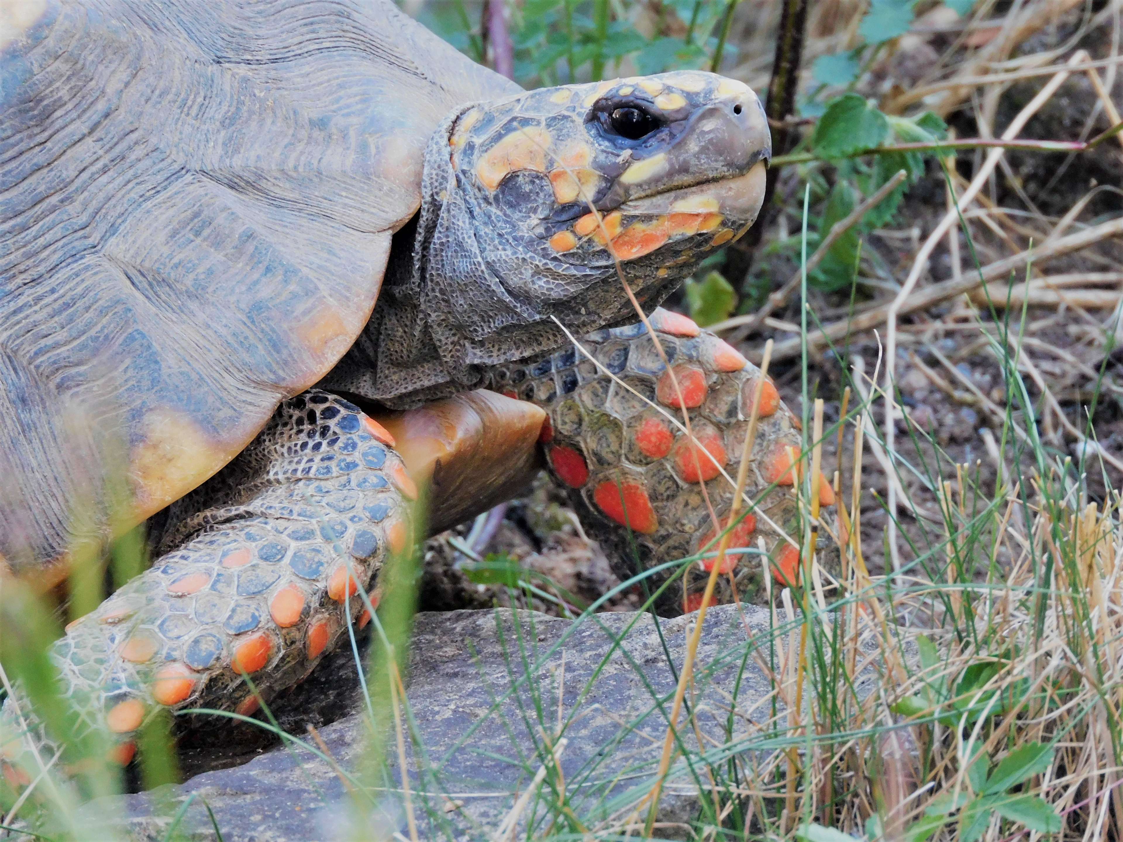 Ansicht 1 von Mobile Tierarztpraxis für Reptilien