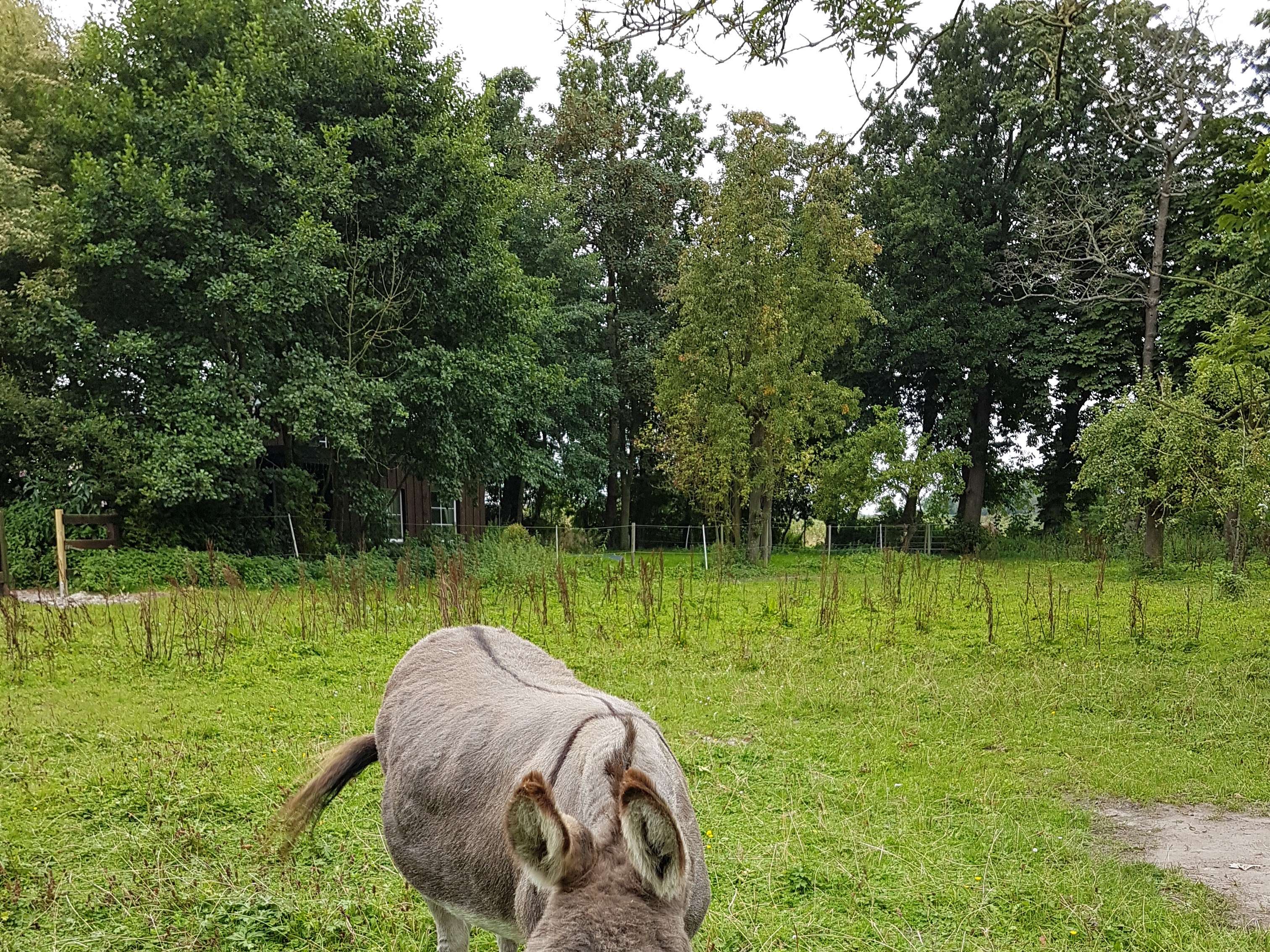 Ansicht 2 von Dr. med. vet. Simone Steudtner prakt. Tierärztin