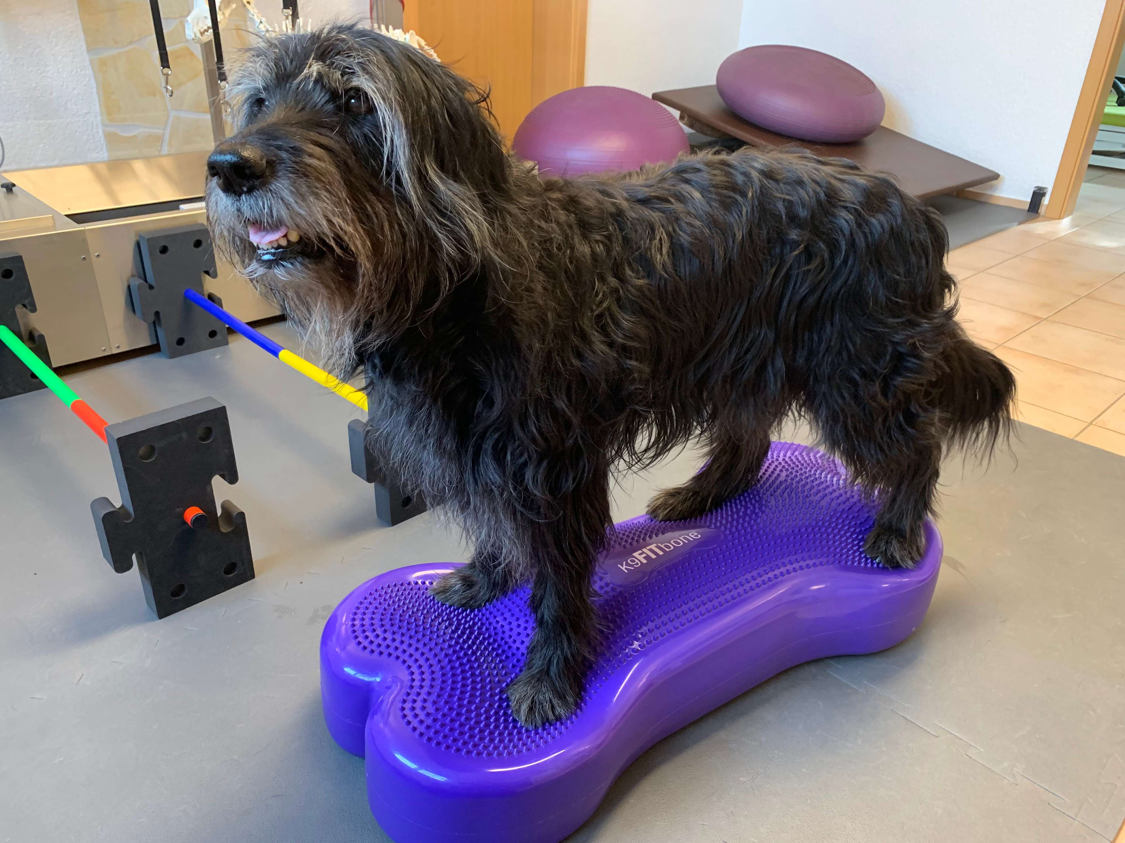 Ansicht 2 von Physiotherapie, Osteopathie und Chinesische Medizin für Tiere Monique Niedersetz