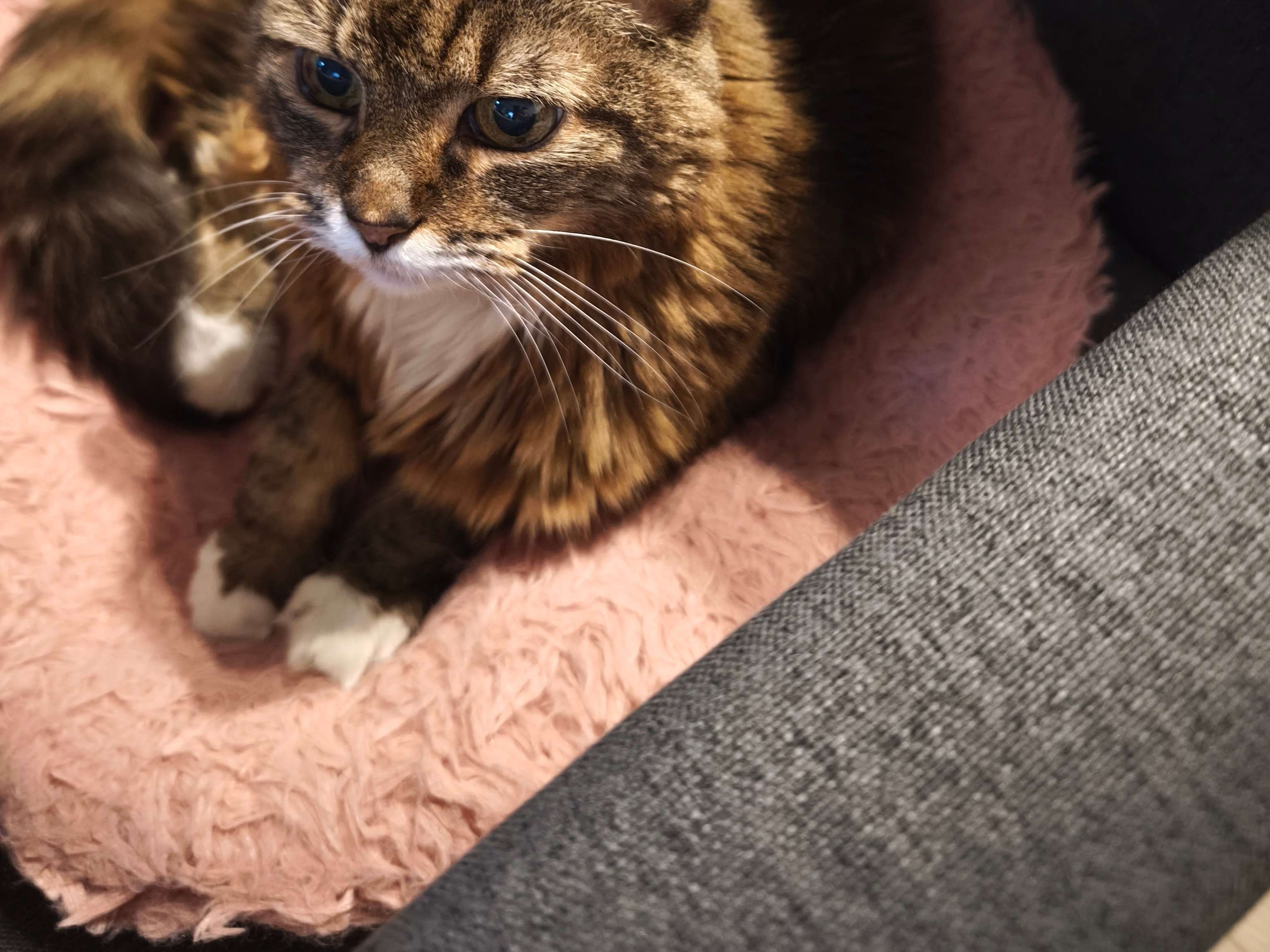 Ansicht 3 von Katzenpraxis Cat-Vet (Inh. Katja Culmsee)