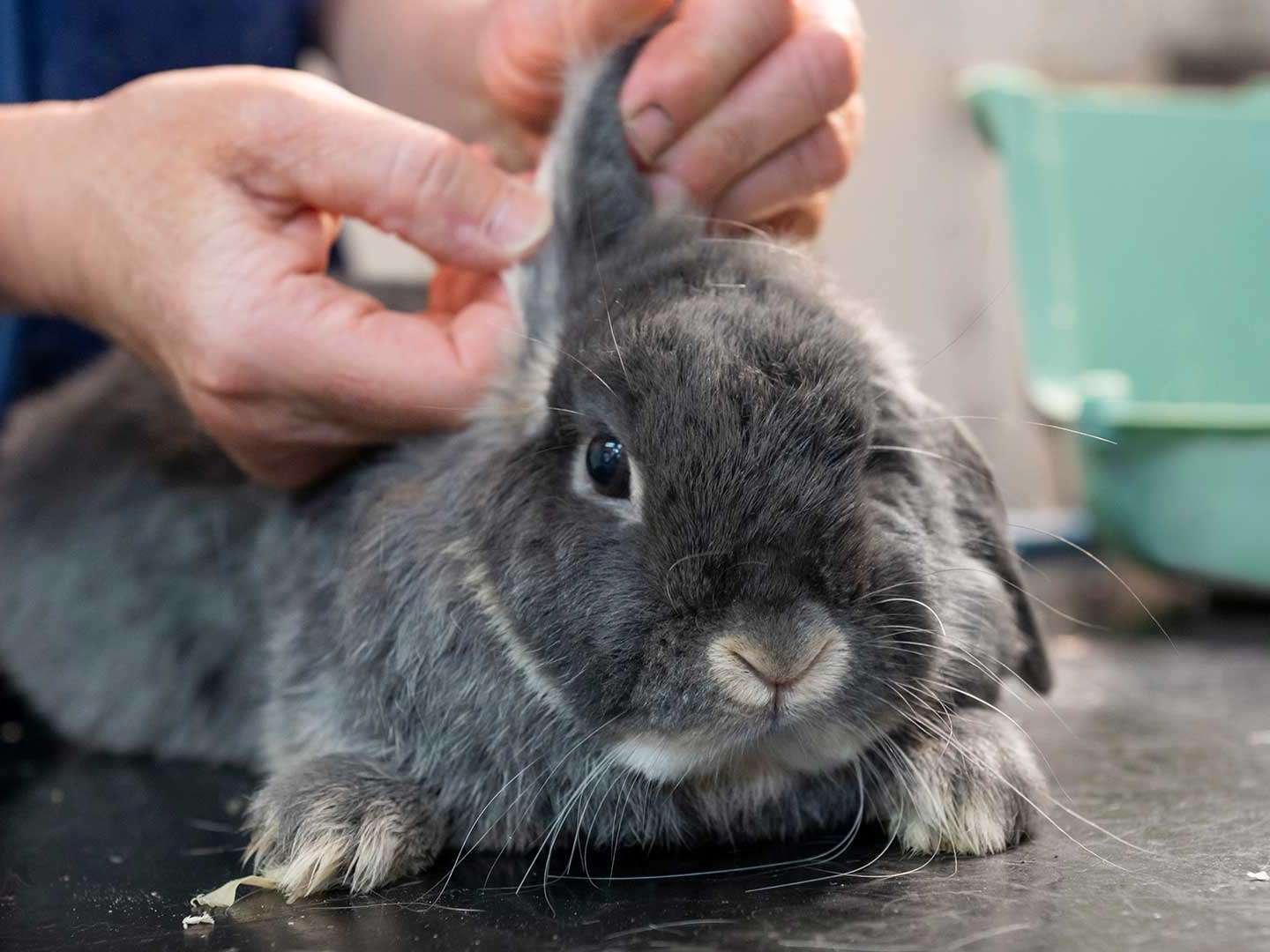 Ansicht 3 von Tierärzte Engen IVC Evidensia GmbH