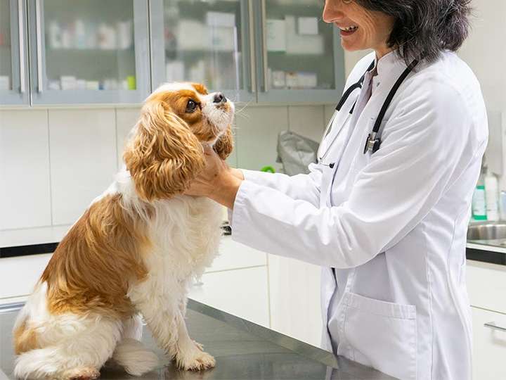 View 1 of Dr.med.vet. Larissa Trupp
