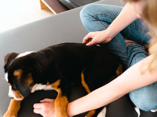 Ansicht 1 von Hundephysiotherapie Lichtenau - Marie-Theres Schauerte
