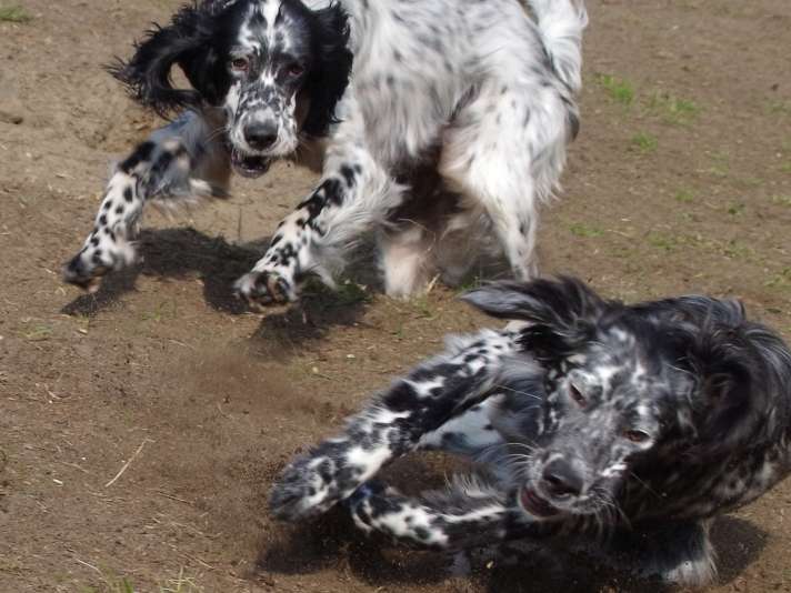Ansicht 1 von Hundephysio Wannsee
