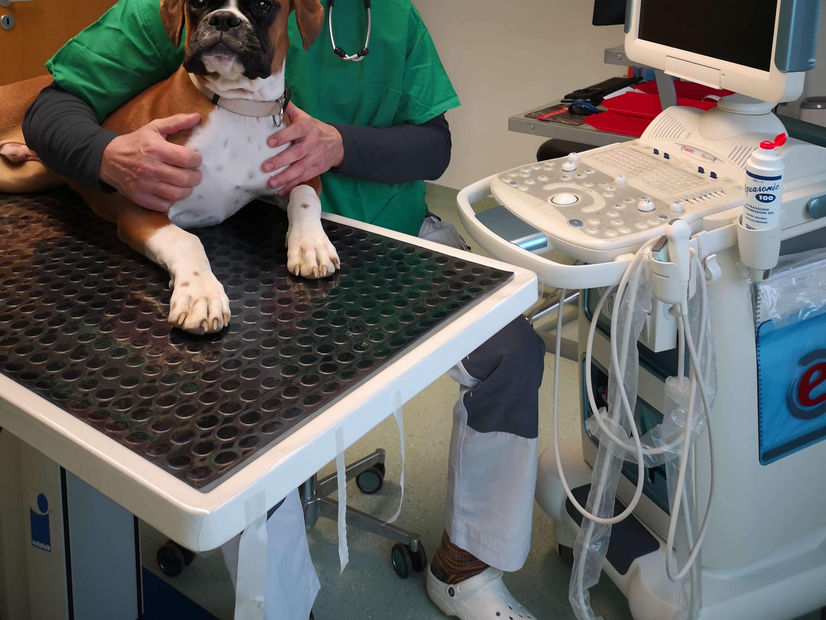 Ansicht 2 von Dr. med. vet. Helmut Gmeiner. Fachtierarzt für Kleintiere