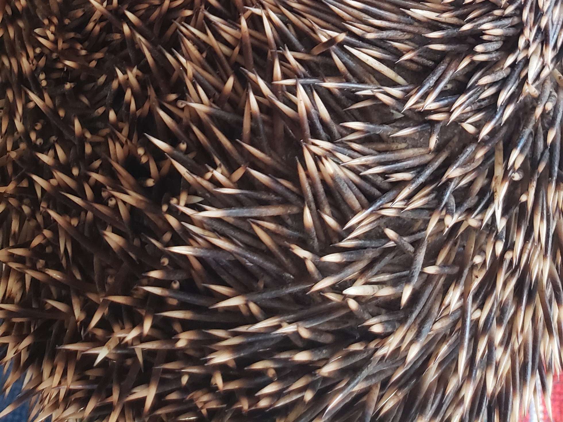 Ansicht 2 von Tierärzte Neutraubling IVC Evidensia GmbH