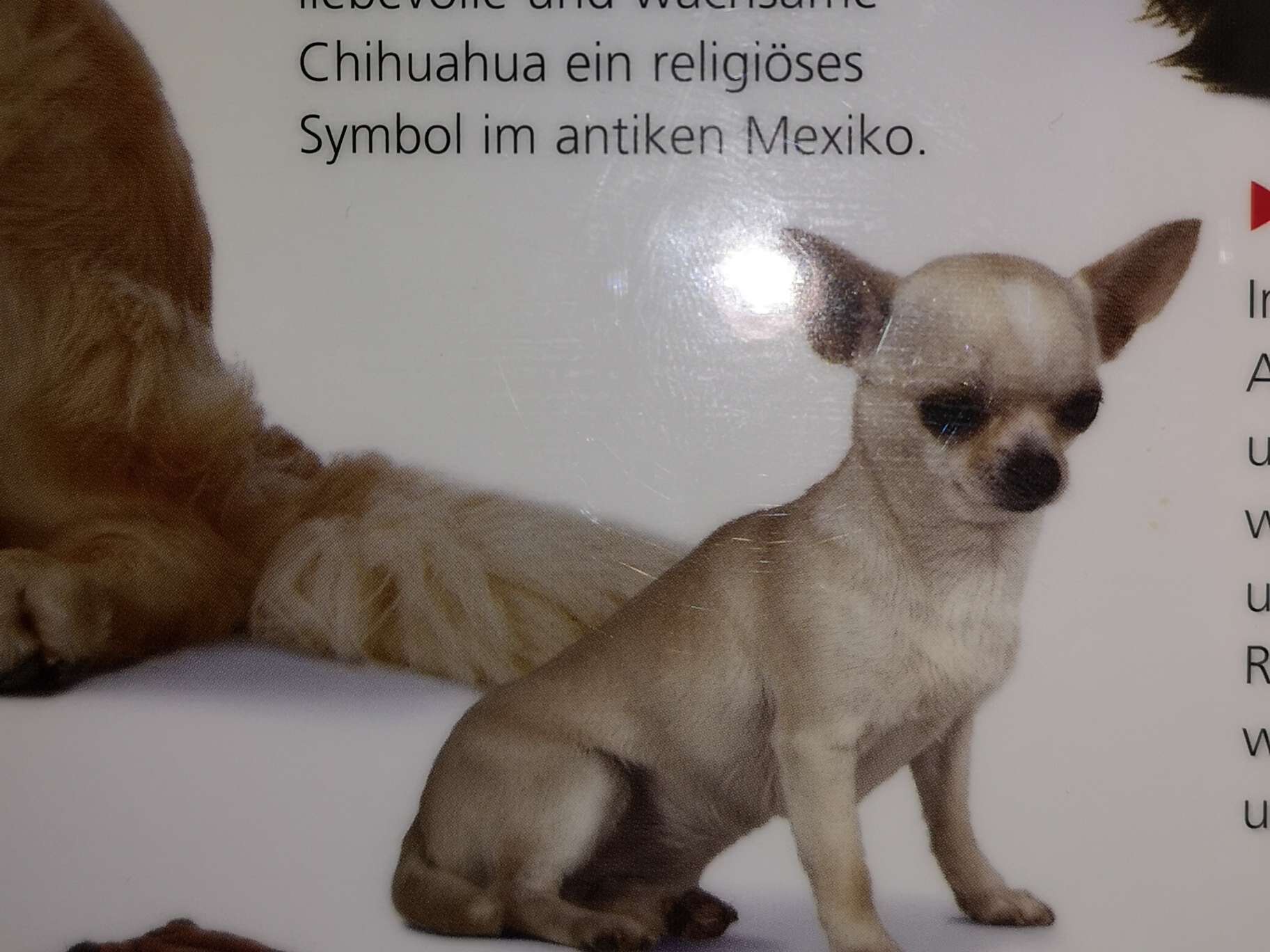 Ansicht 3 von Dr.med.vet. Steffen Kraut
