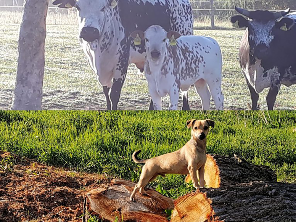 Ansicht 1 von Tierarztpraxis Dr. med. vet. Brand - Praxis für Groß- und Kleintiere