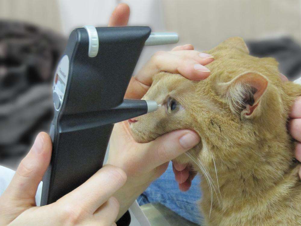Ansicht 3 von Augentierarzt Dr. S. Sahr, Augenspezialist für Tiere in Mecklenburg-Vorpommern