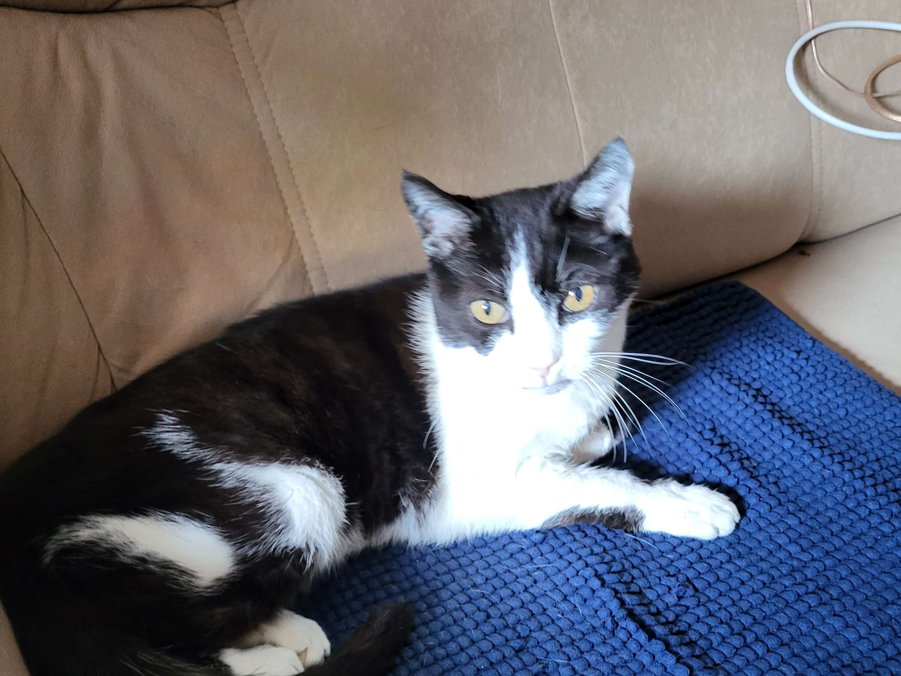 View 4 of Crisan-Klein Liana Dr.med.vet. Rum.