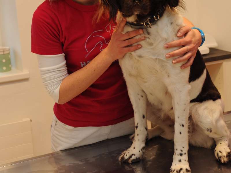 Ansicht 2 von Tierärztin Dr. Elke Zimmermann