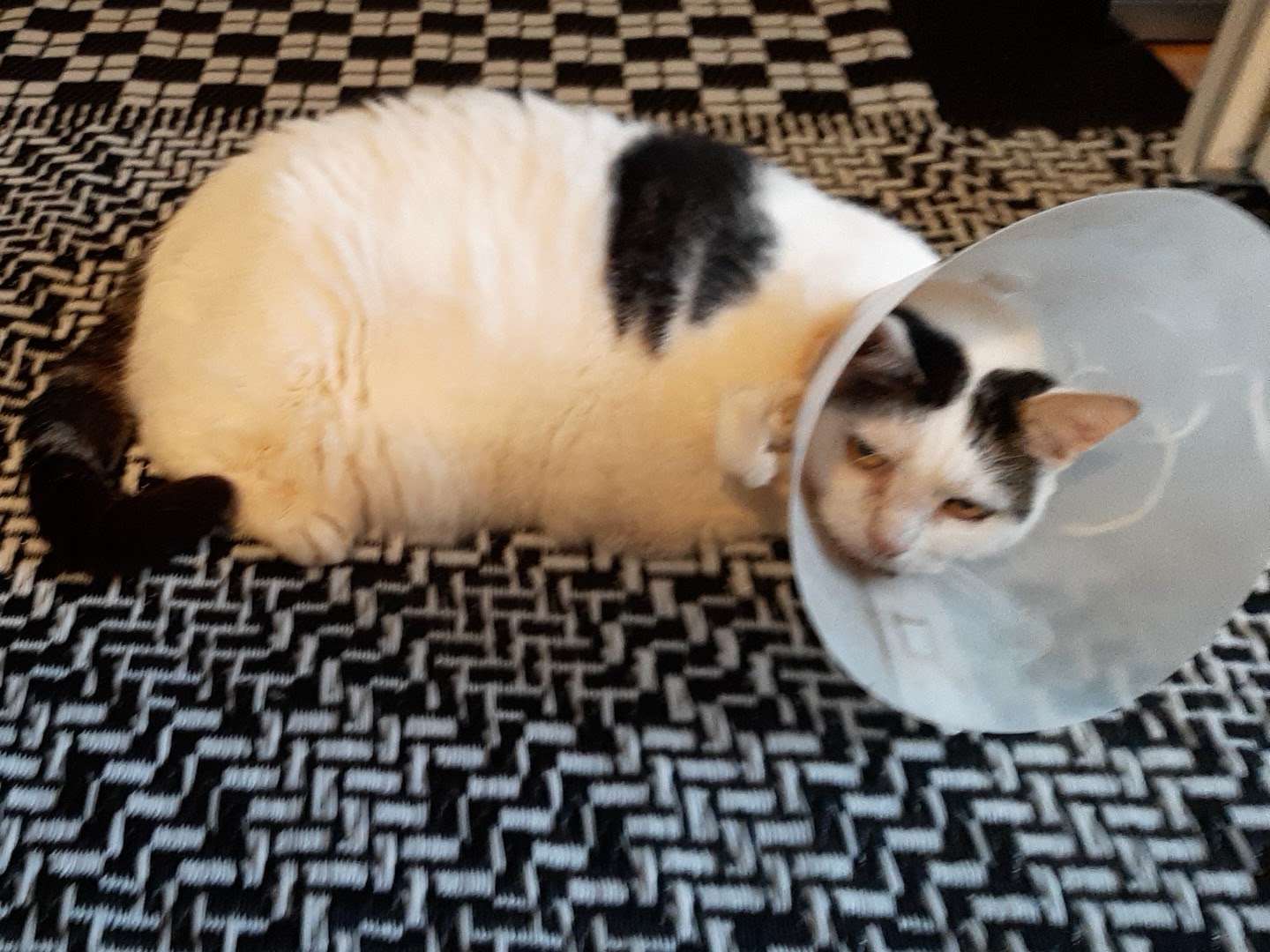 Ansicht 2 von Tierarztpraxis Dr.Uwe Boffin und Sarah Mohrin Gbr