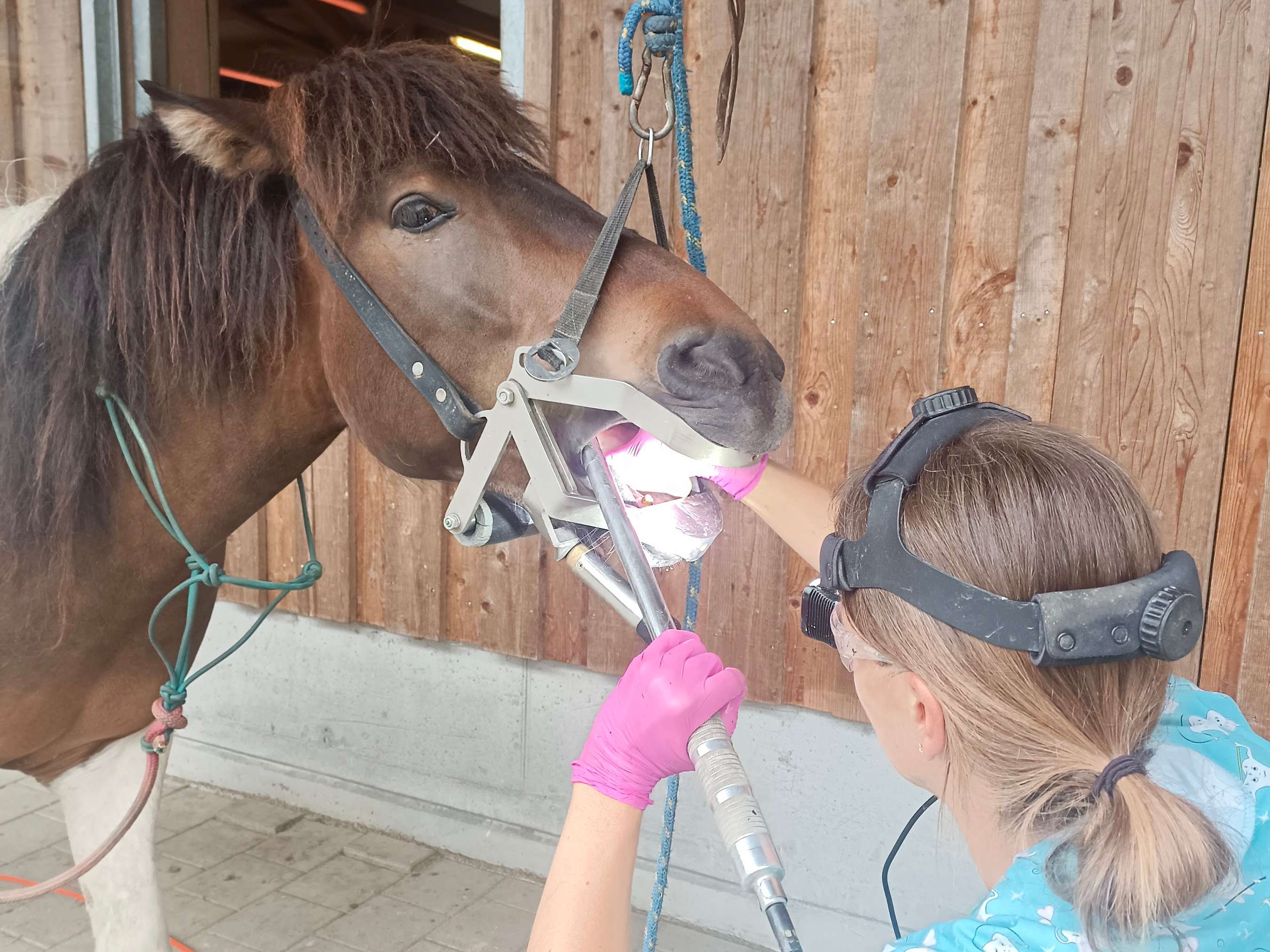 Ansicht 2 von Pferde(dental)praxis, Pferdetierarzt