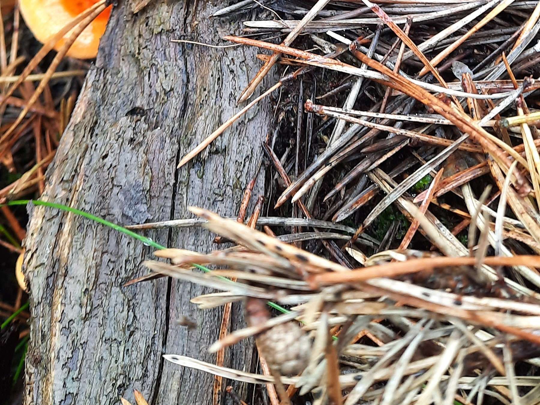 Ansicht 2 von Uta Müller von Blumencron Praktische Tierärztin