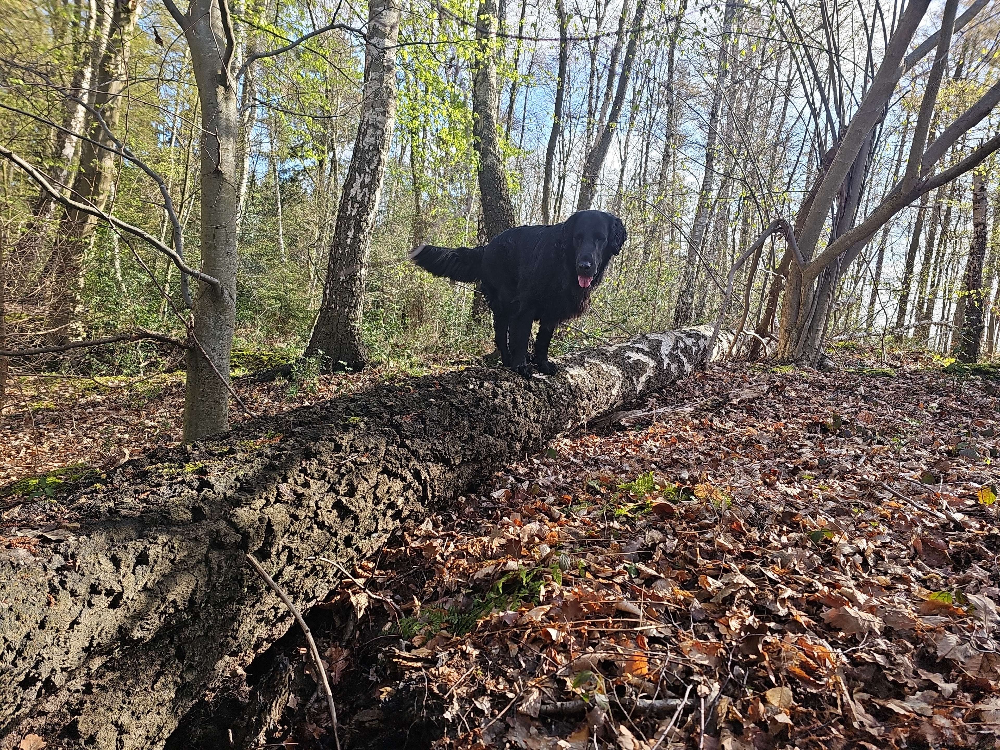 Ansicht 2 von Osteopathie und Bioresonanz für Pferd & Hund