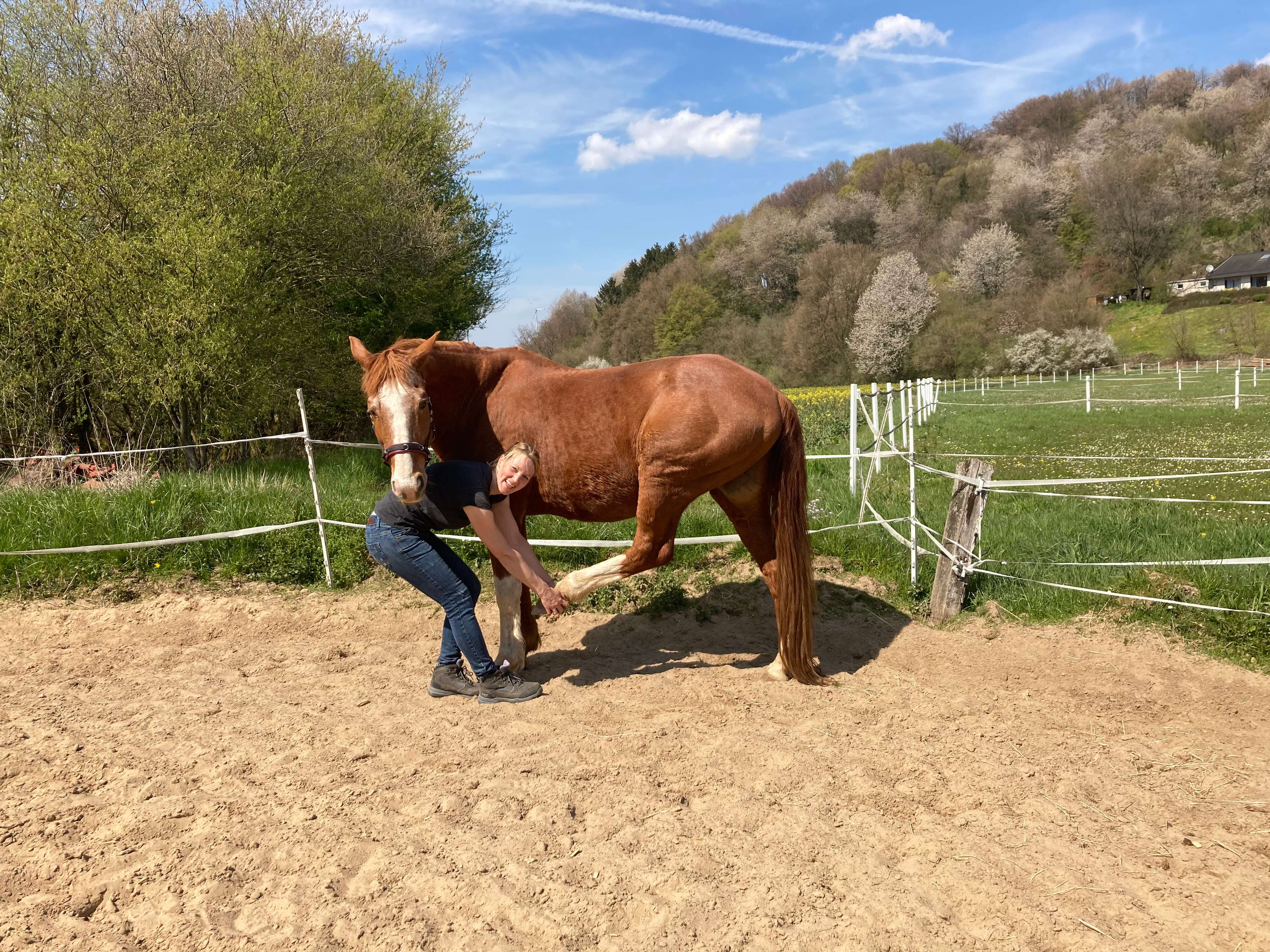 Ansicht 1 von Tierphysio Kalletal - Sarah Herrmann - Osteopathie und Physiotherapie für Pferde und Hunde