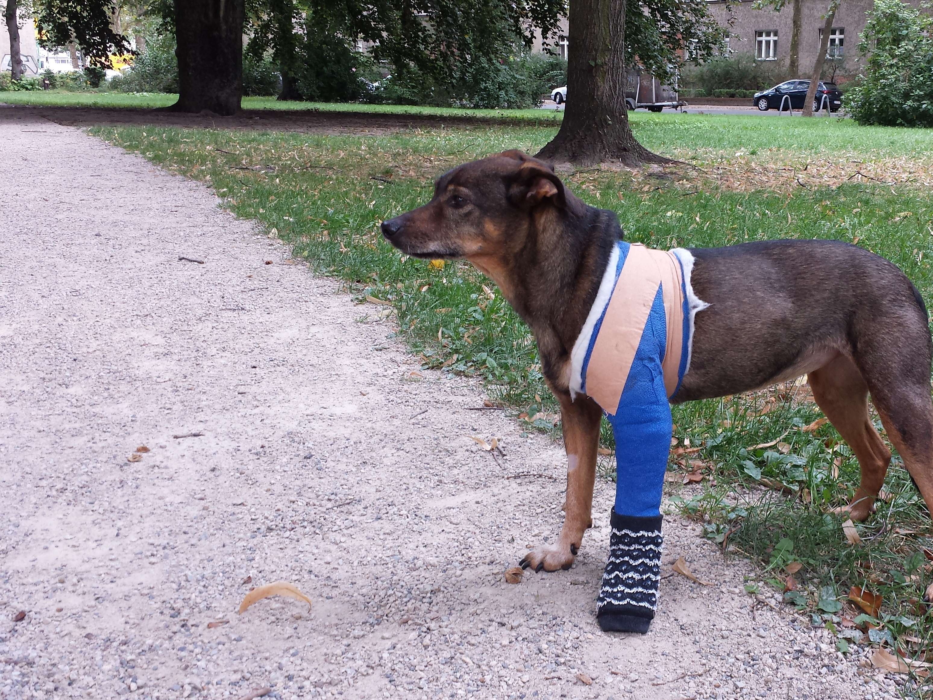 Ansicht 1 von Tierärzte Steglitz