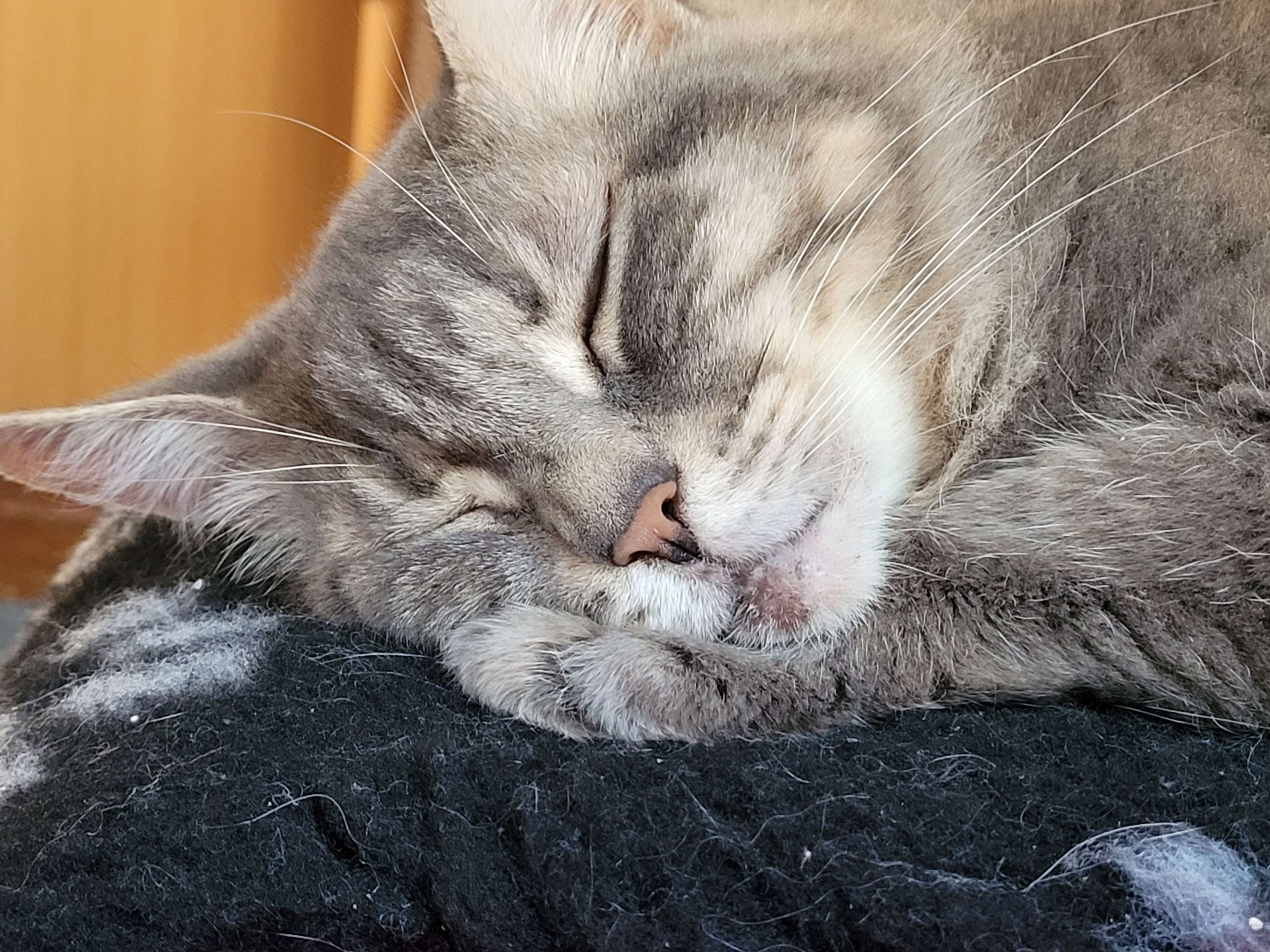 Ansicht 2 von Katzenpraxis Cat-Vet (Inh. Katja Culmsee)