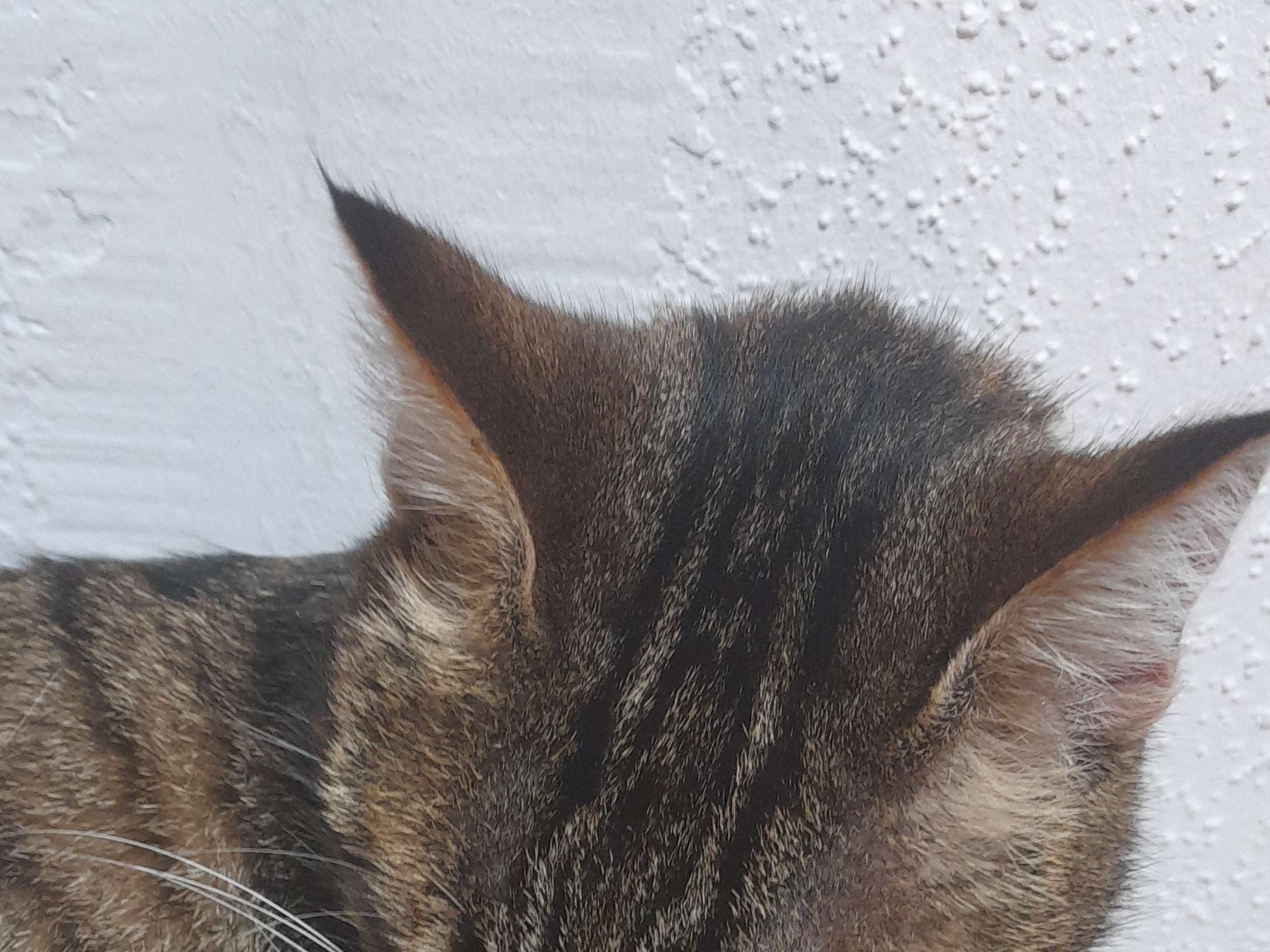 Ansicht 2 von Würthner Carolin Prakt. Tierärztinnen