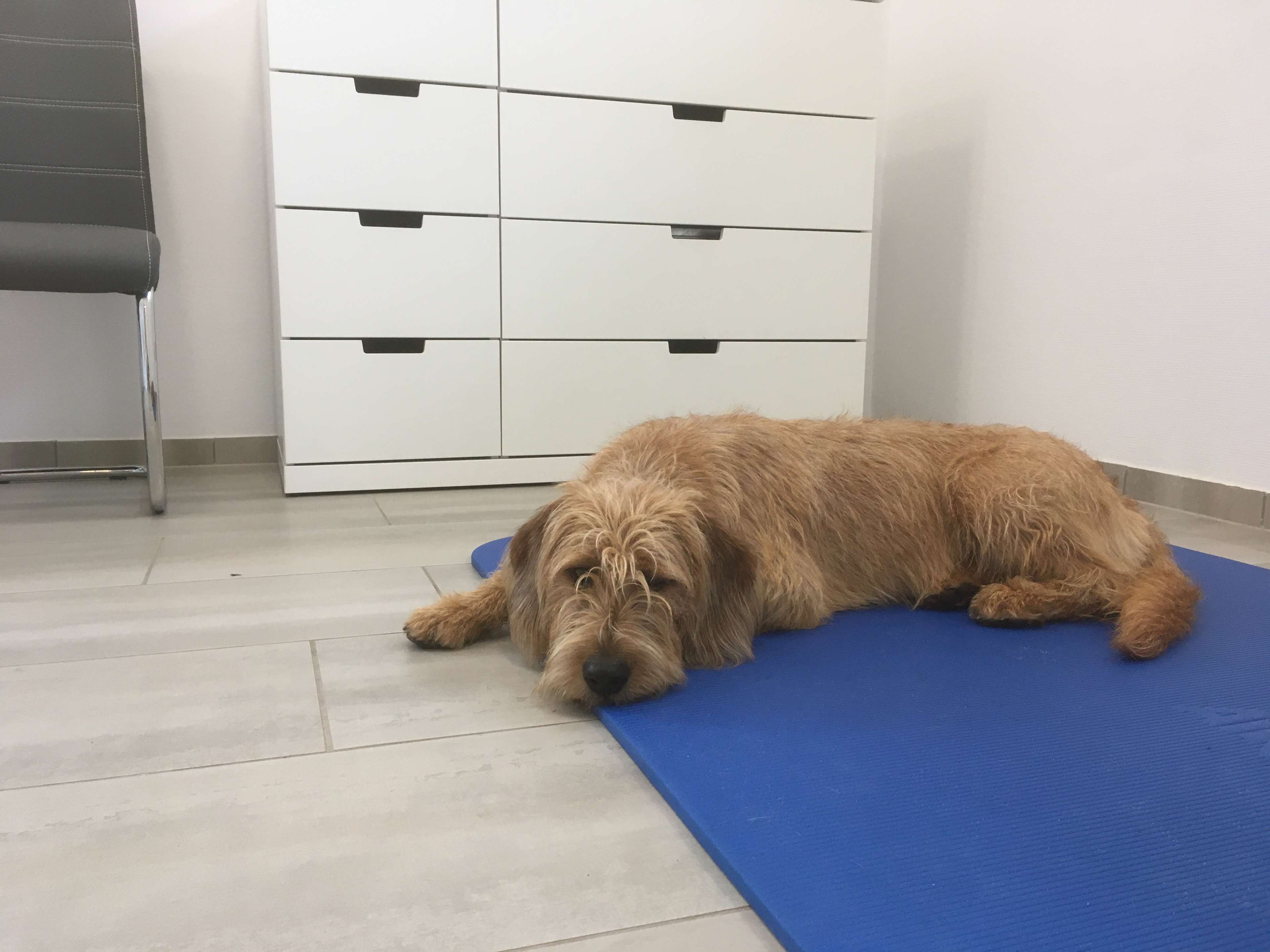 Ansicht 1 von Tierärztliche Praxis für Chiropraktik - Karen Tappenbeck