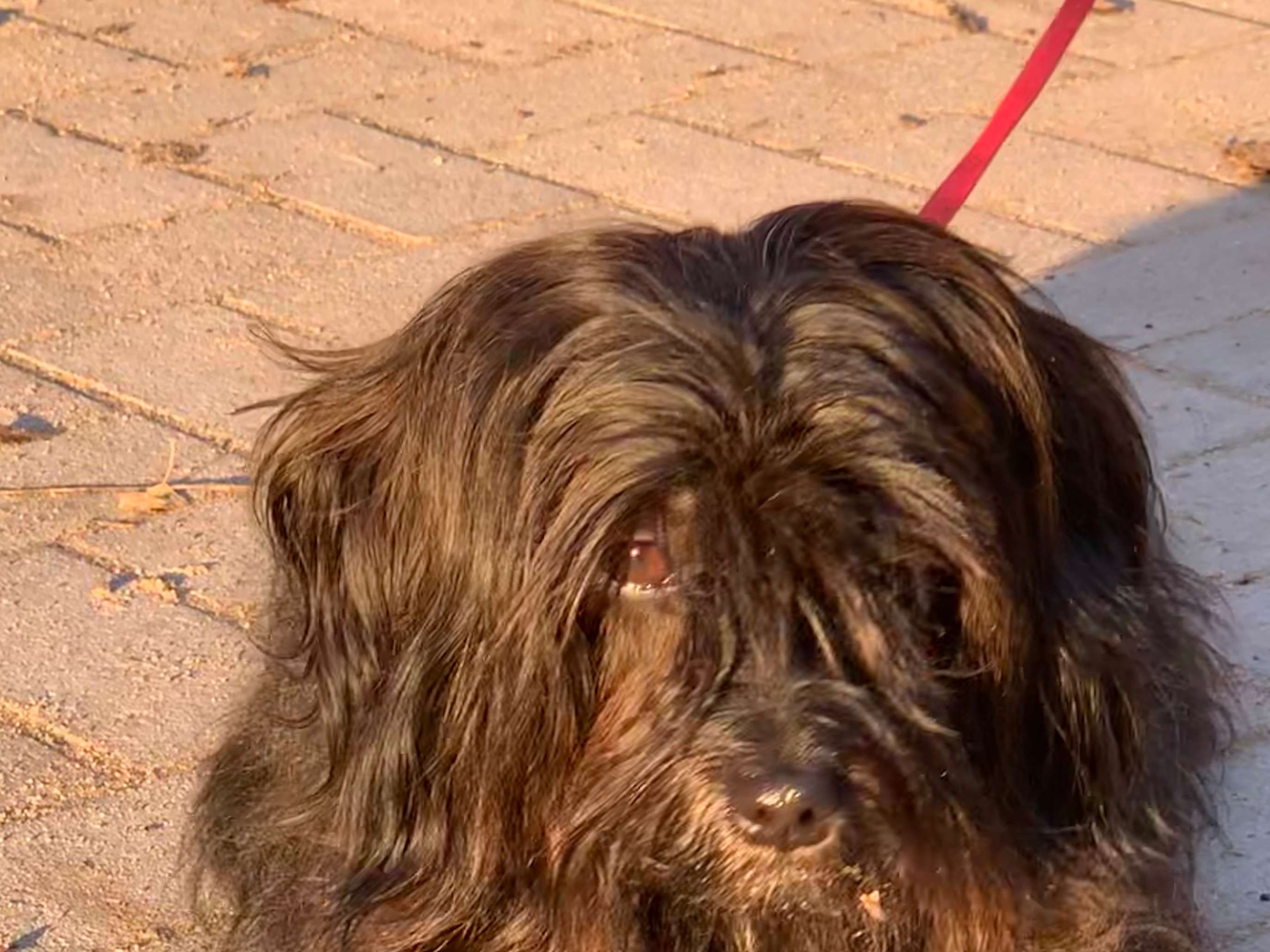 View 5 of Dagmar Walther prakt. Tierärztin