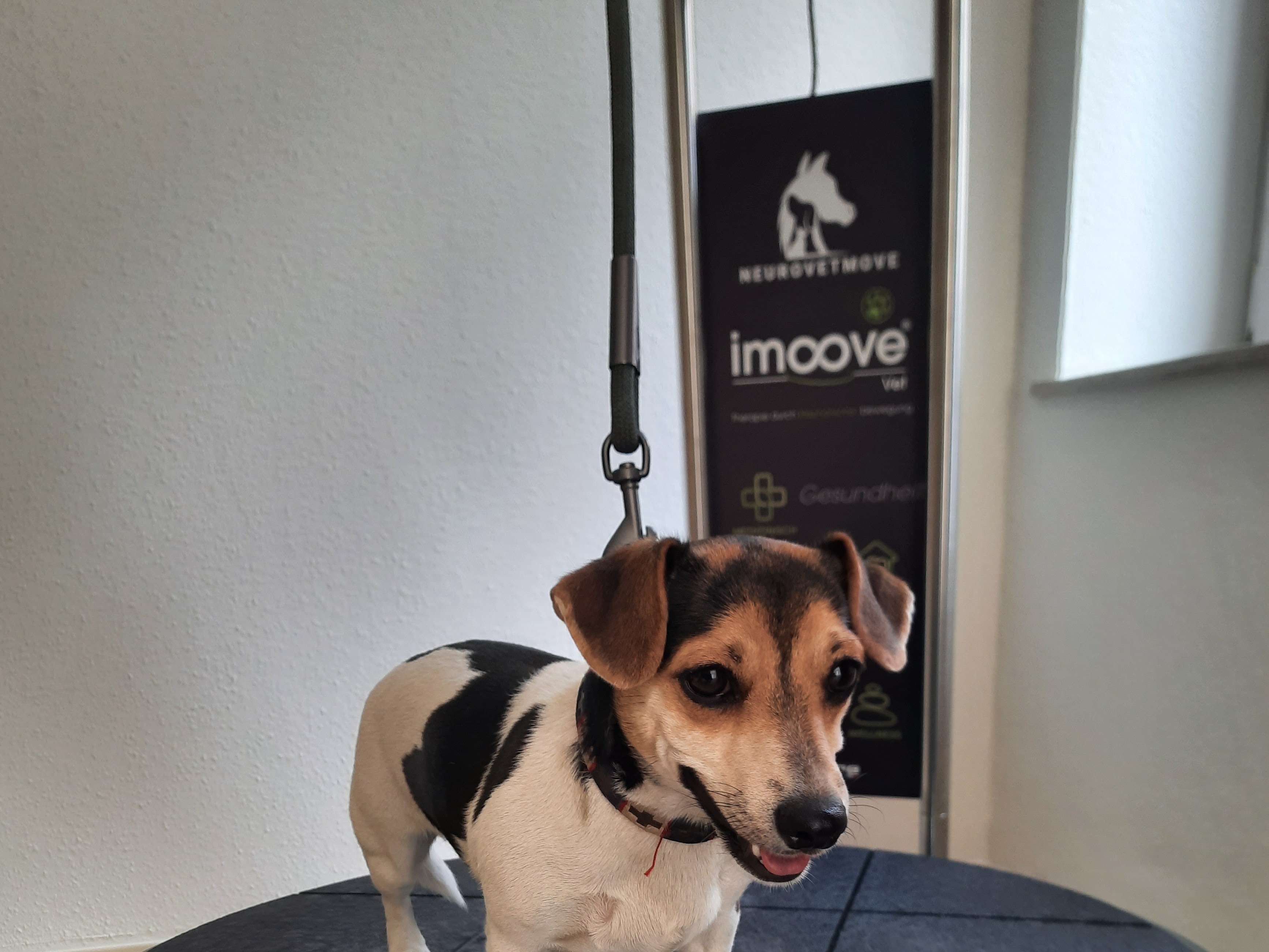Ansicht 3 von NeuroVetMove