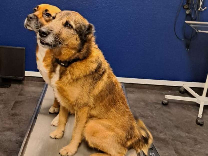 Ansicht 2 von Die HundePraxis Dr. Uta Ostermann