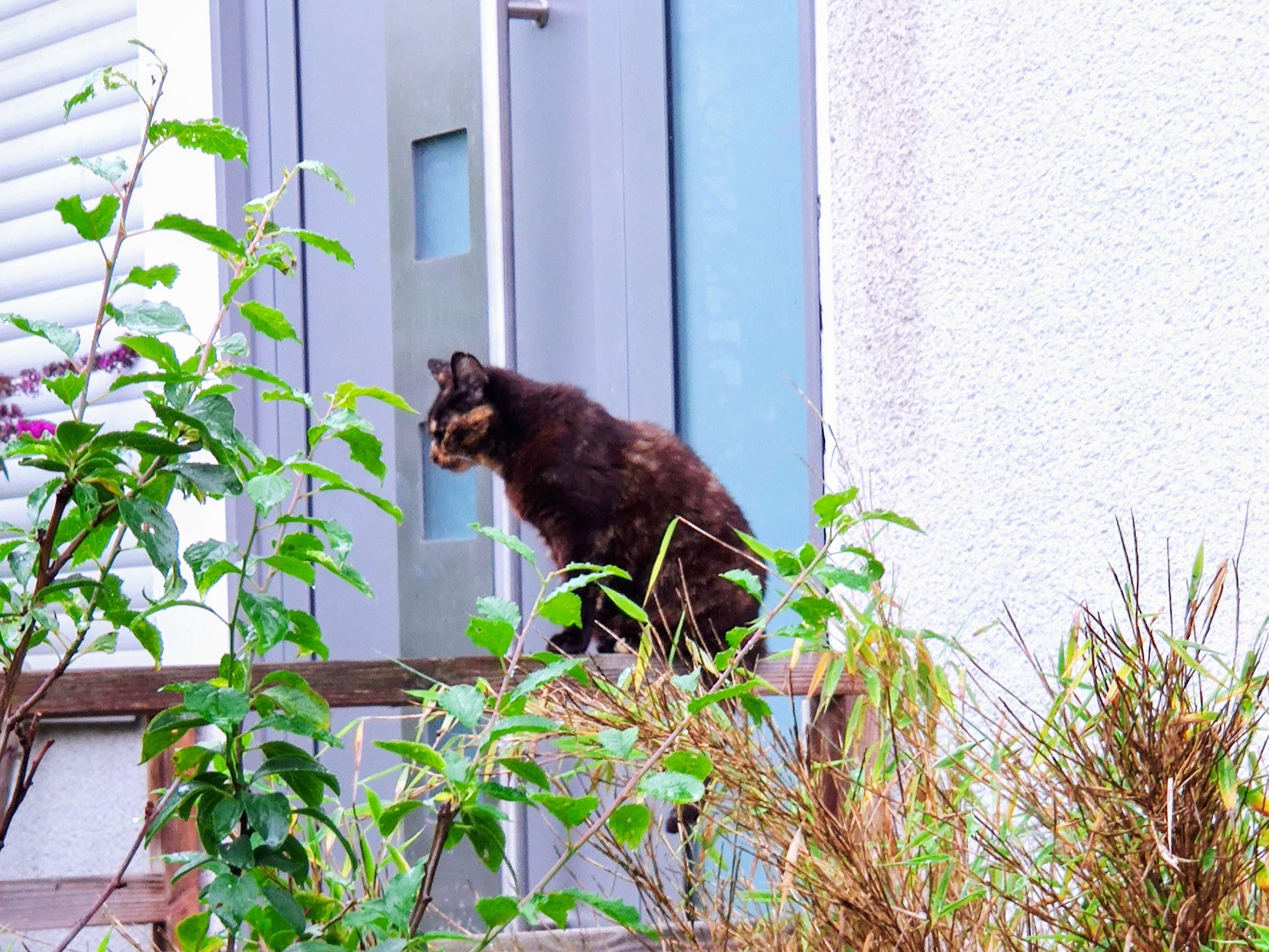 Ansicht 2 von Böcker I. , Tierarztpraxis