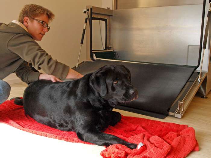 Ansicht 2 von Praxis für Hundephysiotherapie "Tierisch-munter"