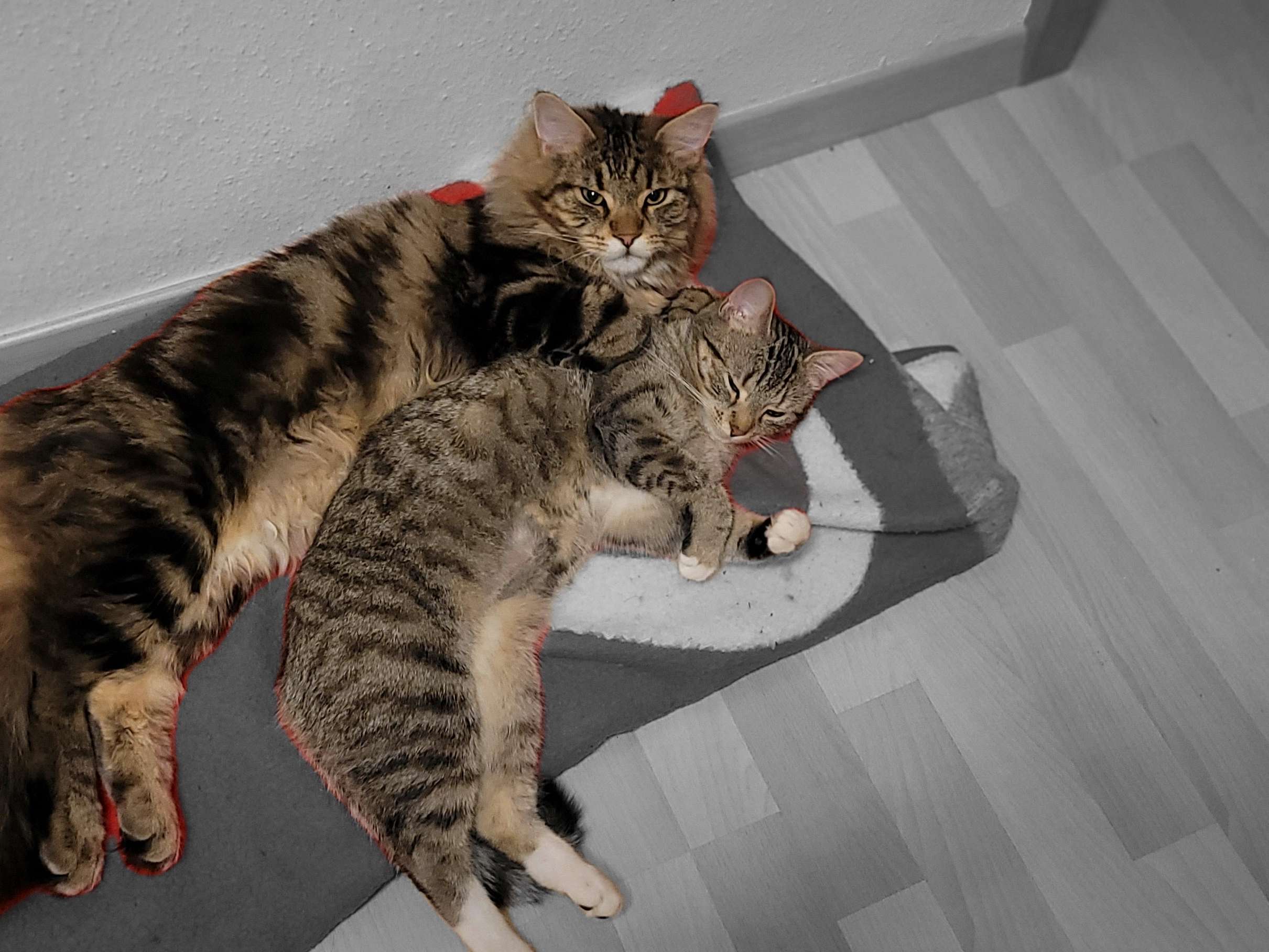 Ansicht 1 von Tierärztliche Praxis Klaus Kubiessa