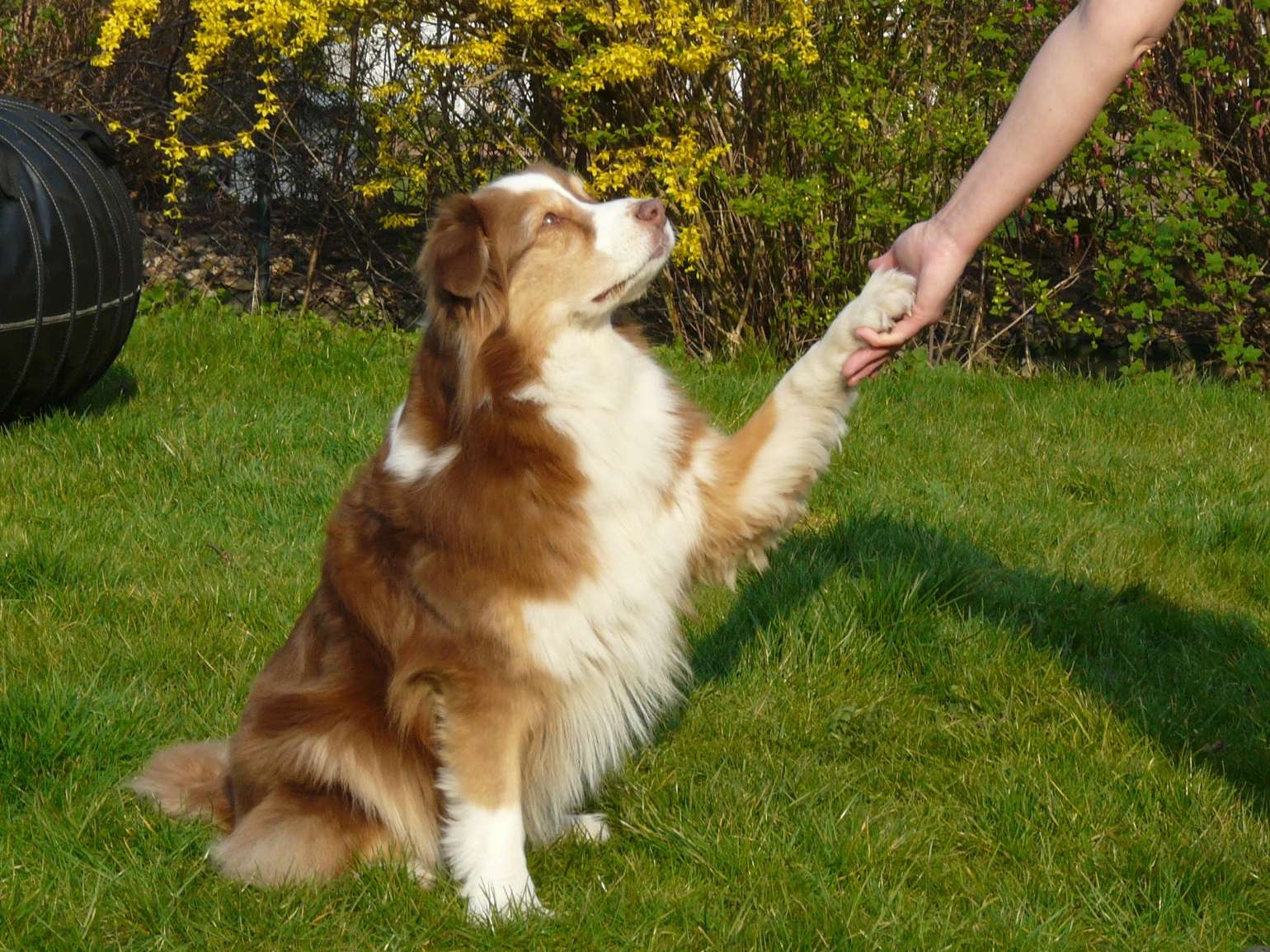 View 1 of Praxis für Hundephysiotherapie "Heikeshundephysio.de"