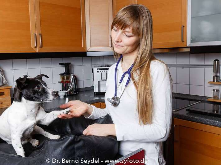 Ansicht 3 von Mobile Tierärztin Rebecca Seyfarth