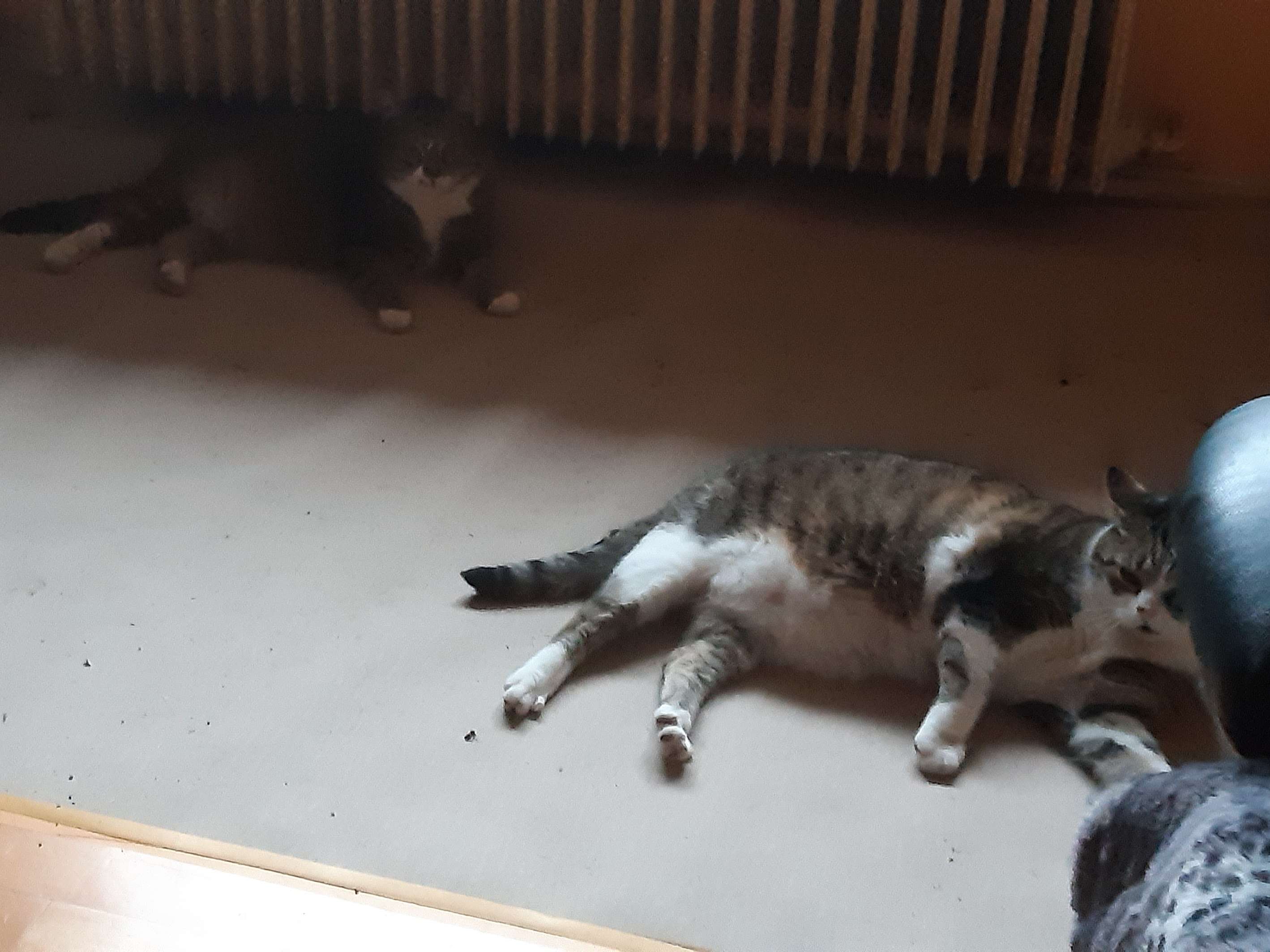 Ansicht 5 von Dr. med. vet. Peter Csiky | Tierarzt