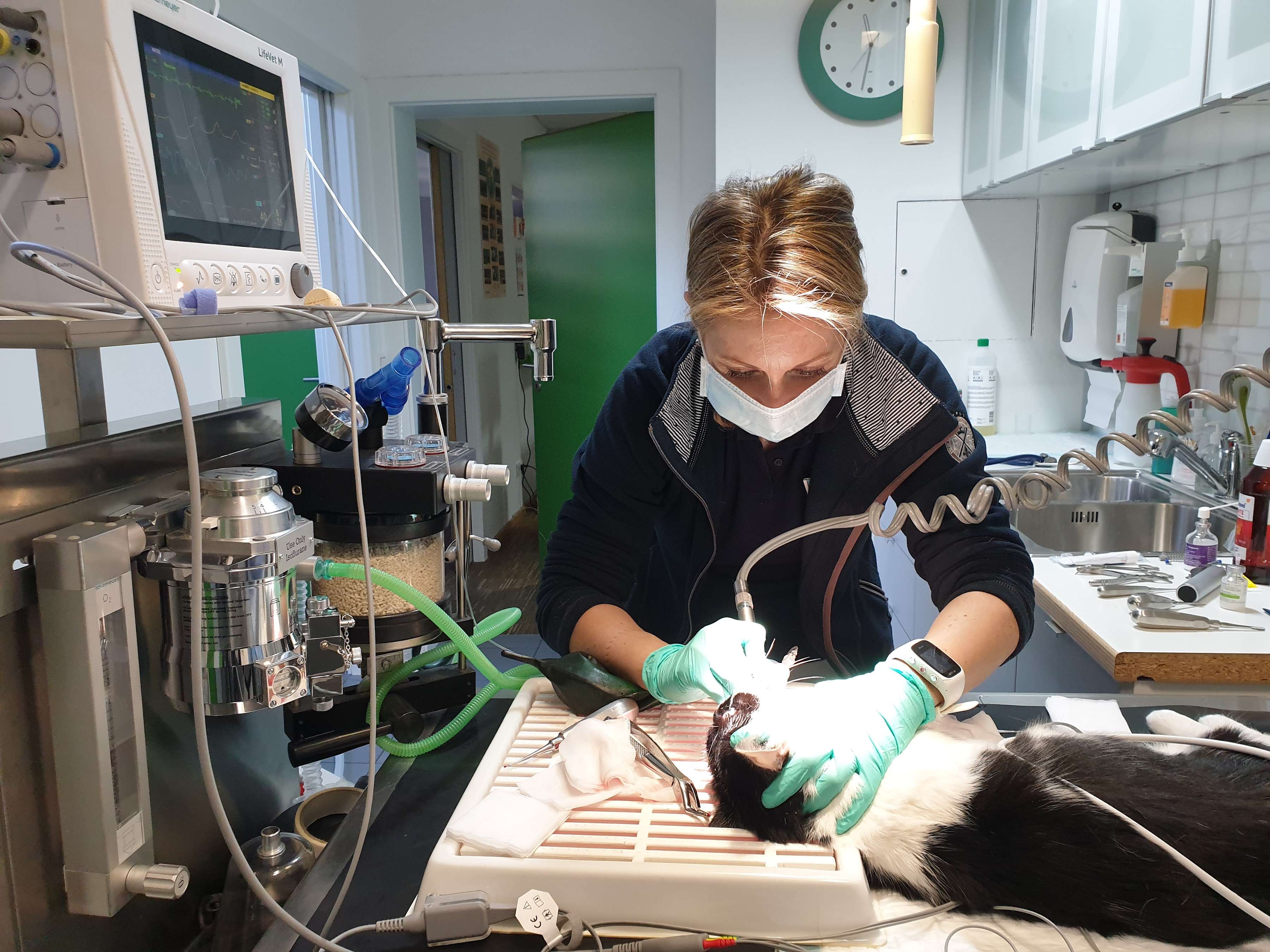 Ansicht 3 von Tiermedizinisches Zentrum 20