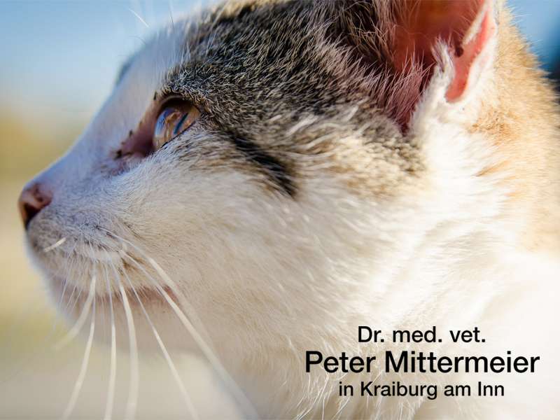View 1 of Dr. med. vet. Peter Mittermeier