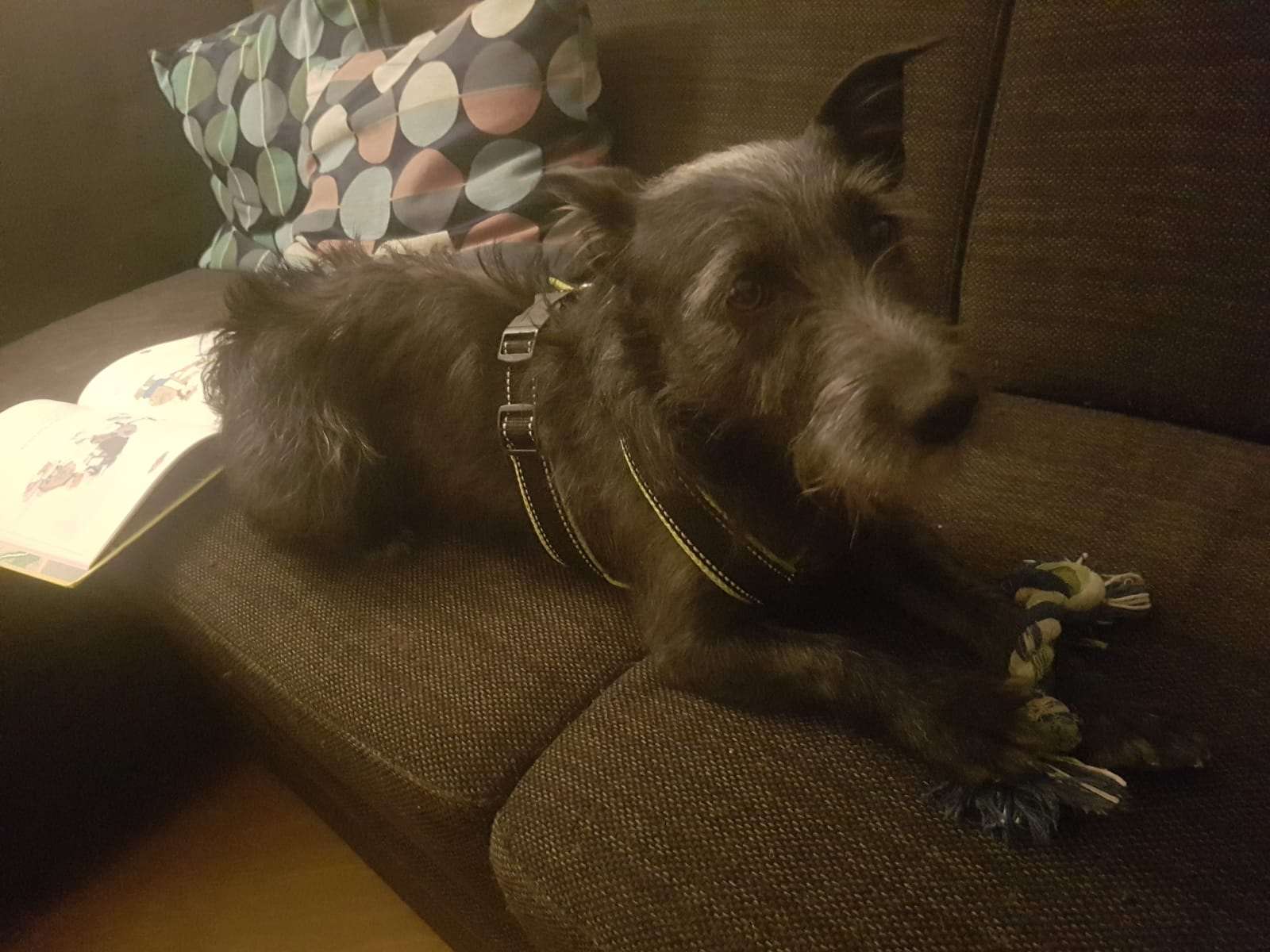 Ansicht 2 von Praktische Tierärztin Marion Kolsch