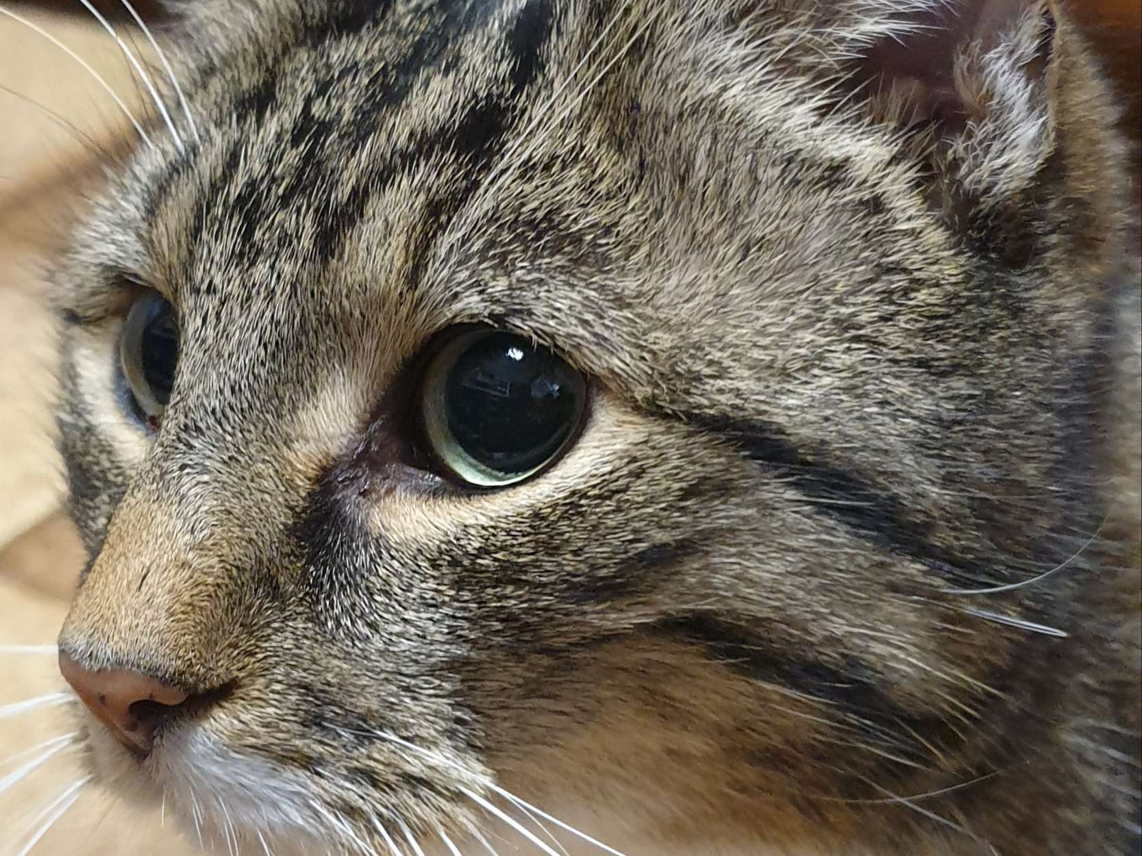Ansicht 1 von Dr.med.vet. Oliver Kräutle Tierarzt