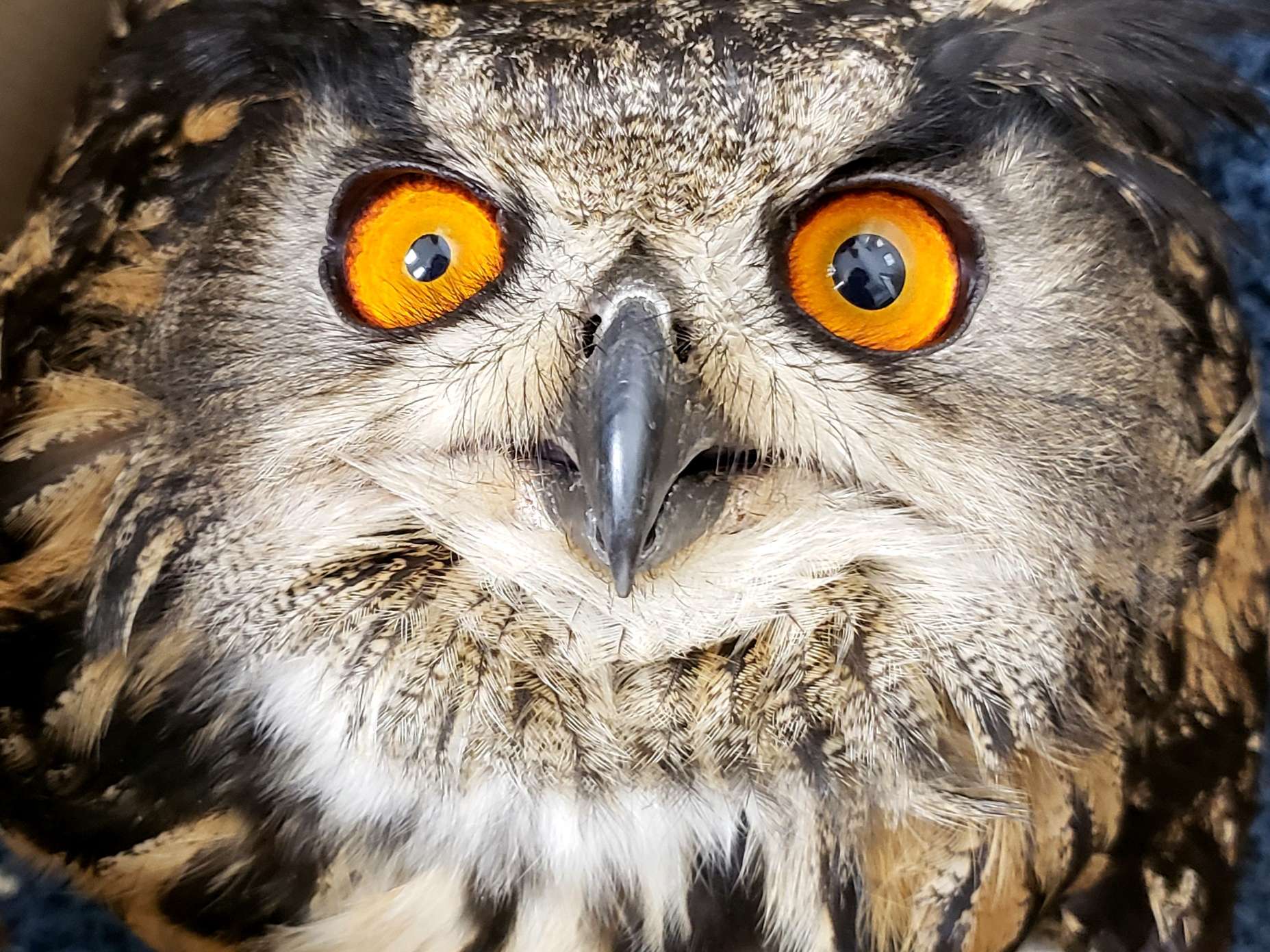 Ansicht 2 von Vogelperspektive - Münchner Vogel- und Exotenpraxis Elsa Lößner