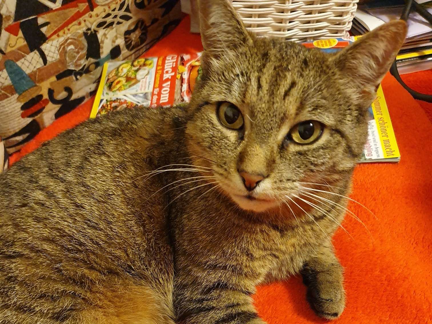 Ansicht 2 von Dip. Tierarzt PhDDr. Schauhuber Christine