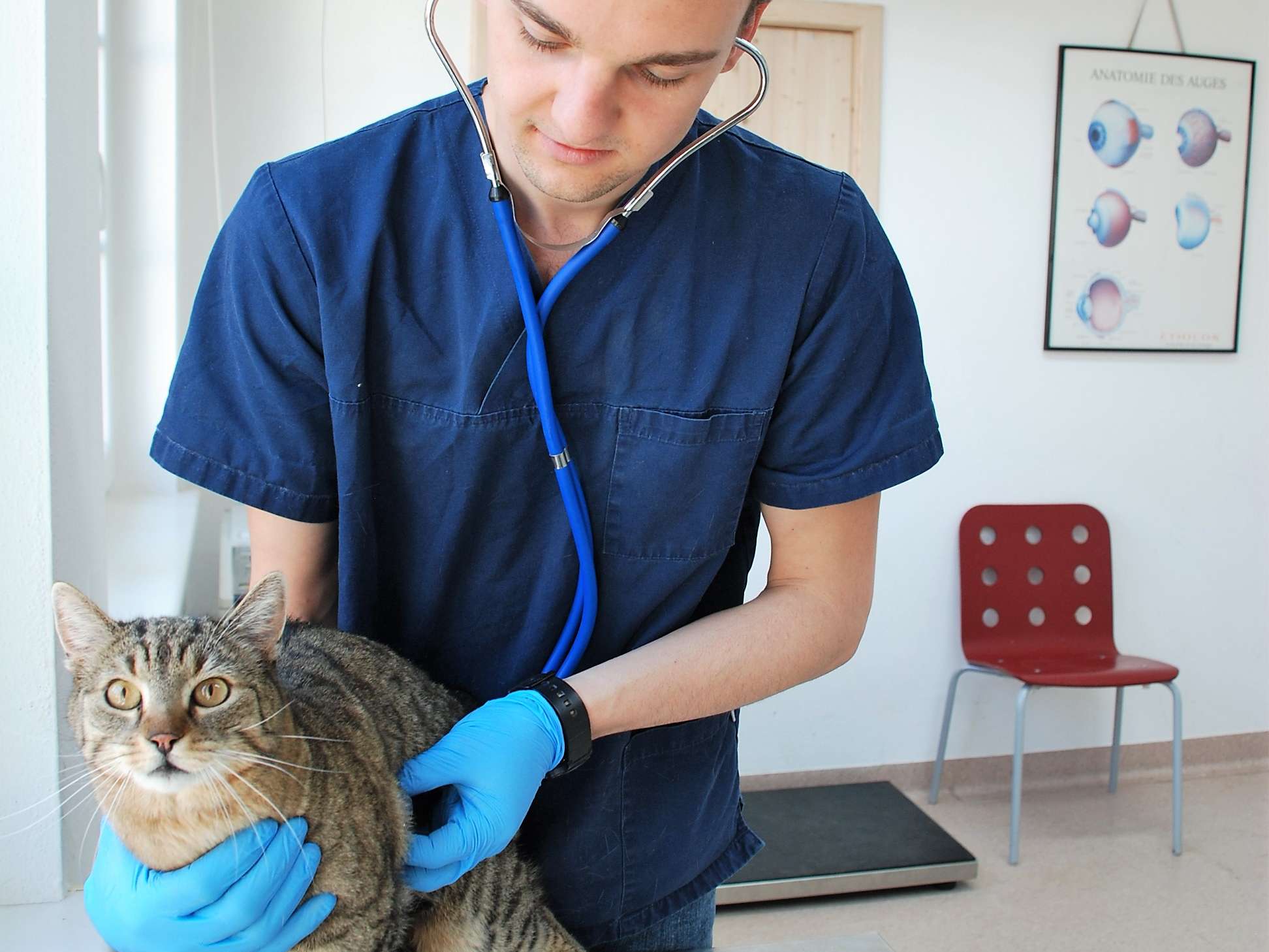 Ansicht 3 von Tierklinik Würflach