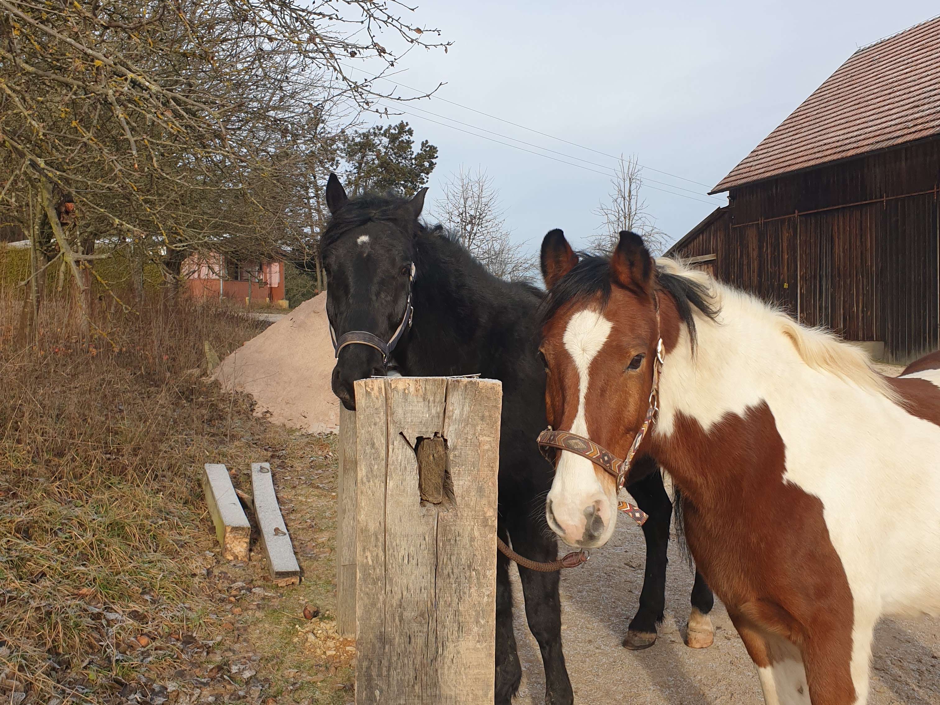 Ansicht 3 von Fachtierärztin für Pferde Dr Susanne Tröster/ Equine Veterinarian