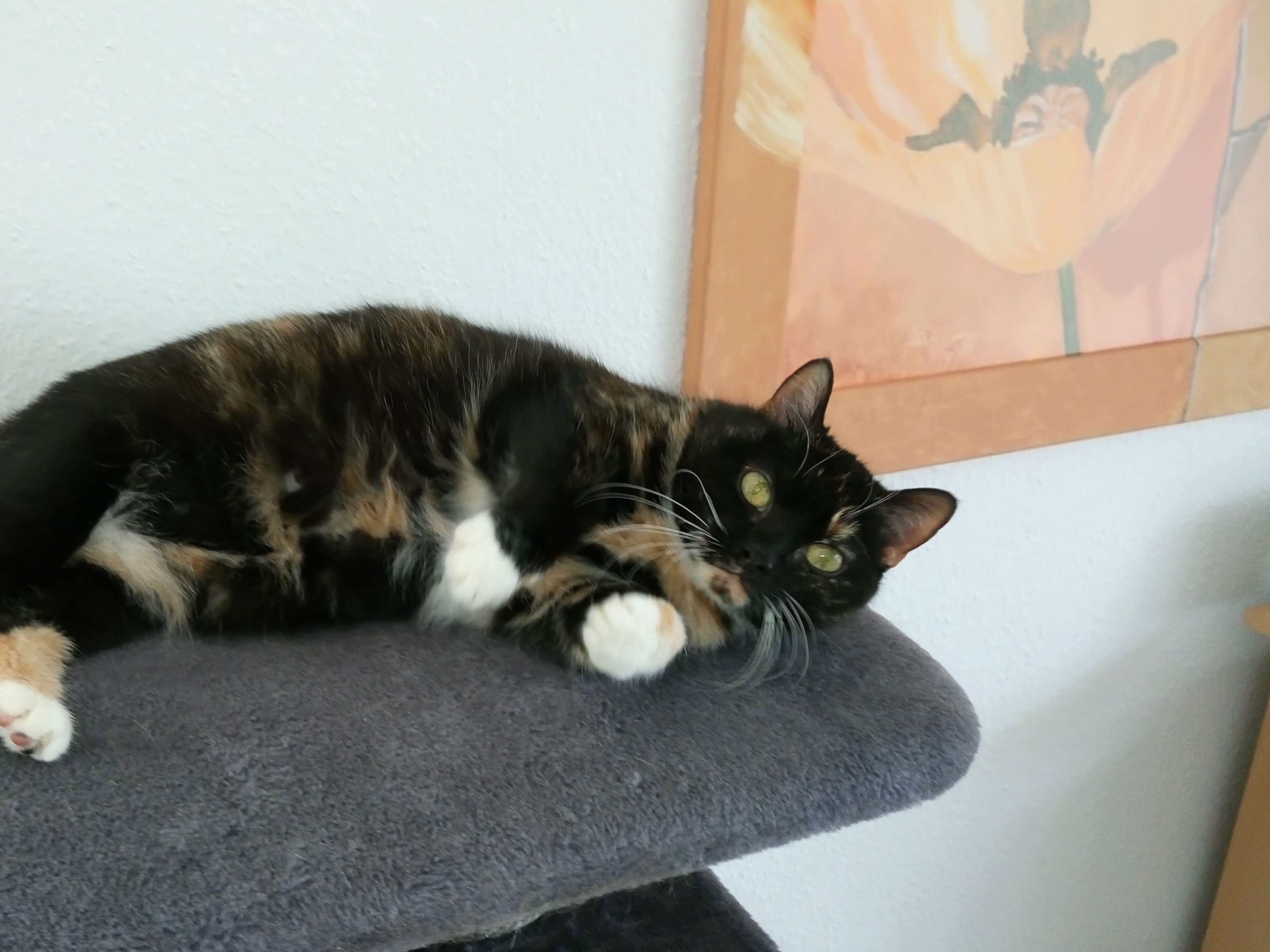 Ansicht 2 von Dr.medic vet. Liliane Wiedick-Puscasu