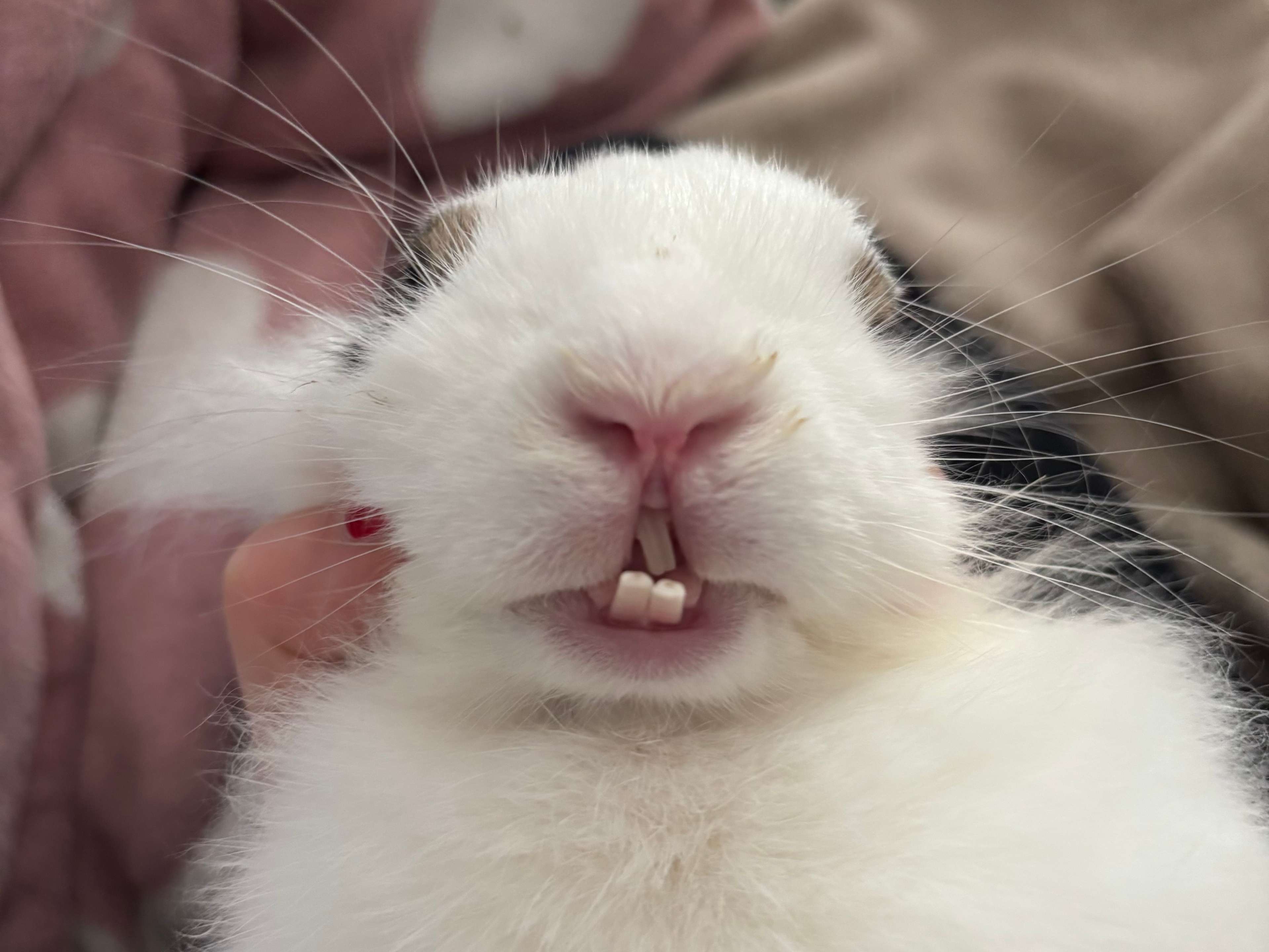 Ansicht 1 von Tierarztpraxis, Praxis für kleine Heimtiere, Dr. Anja Ewringmann