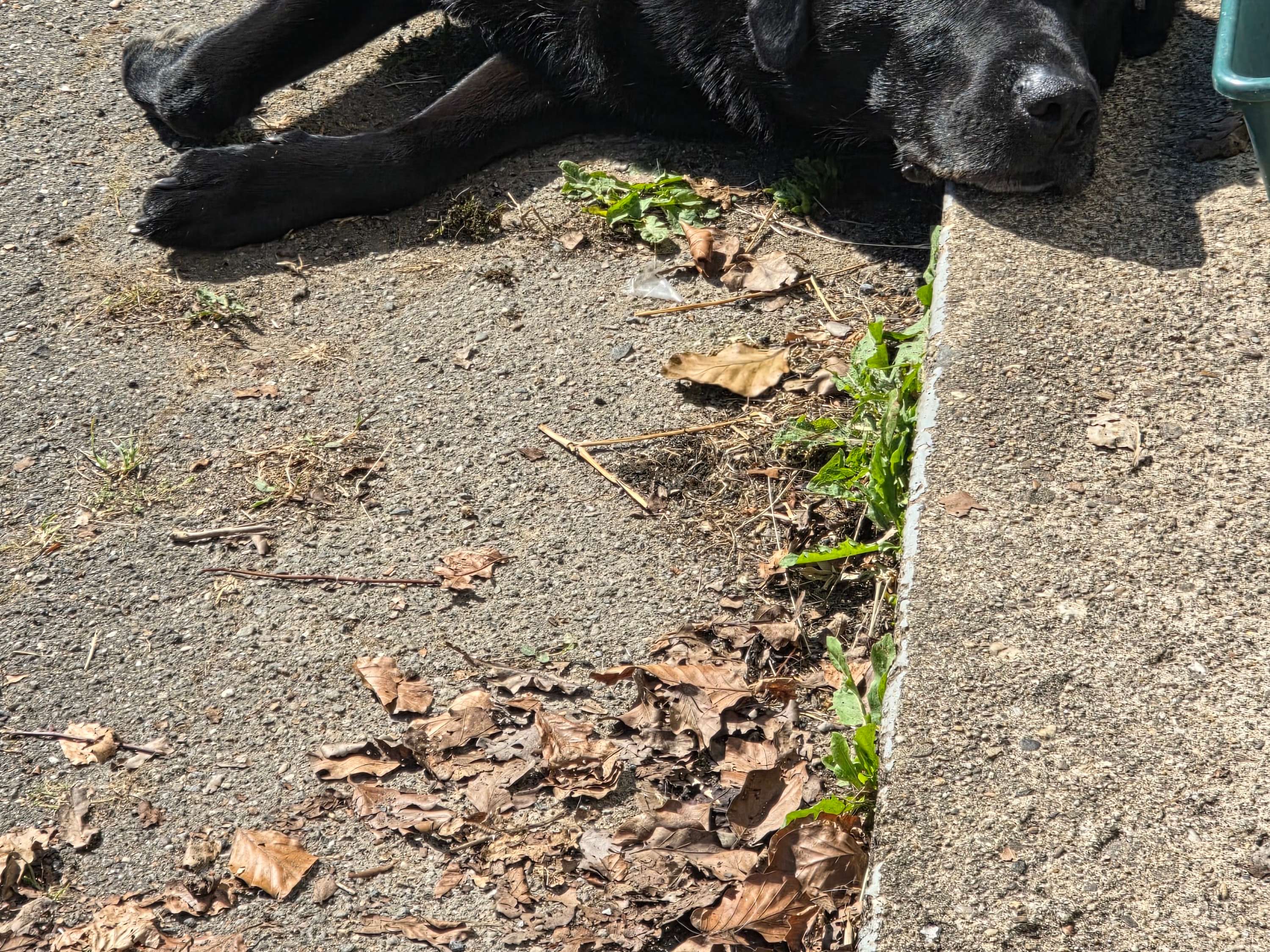 View 1 of Dr.med.vet. Werner Ramisch